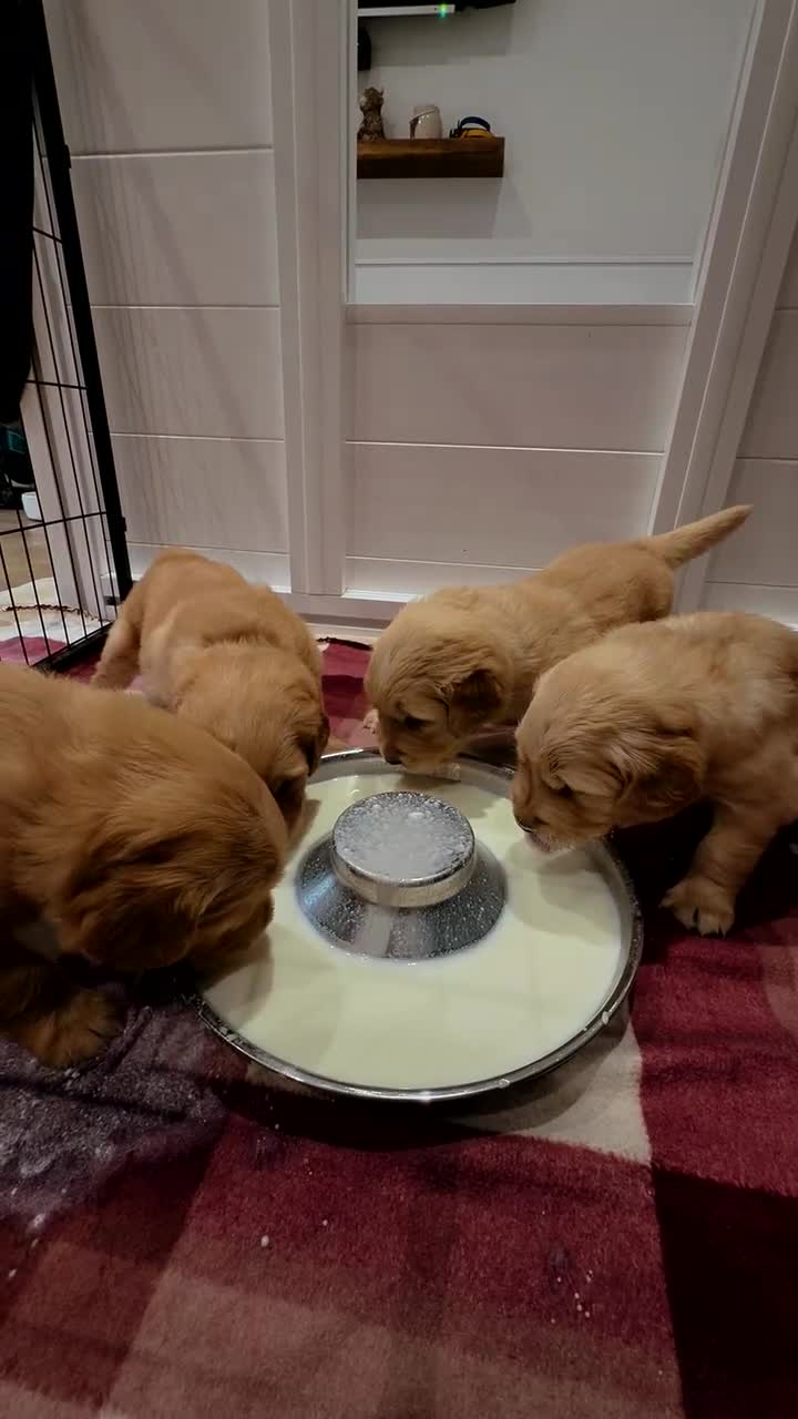 Golden Retriever dogs for sale: 2 beautiful golden boys left!✨🐾 - Video 3