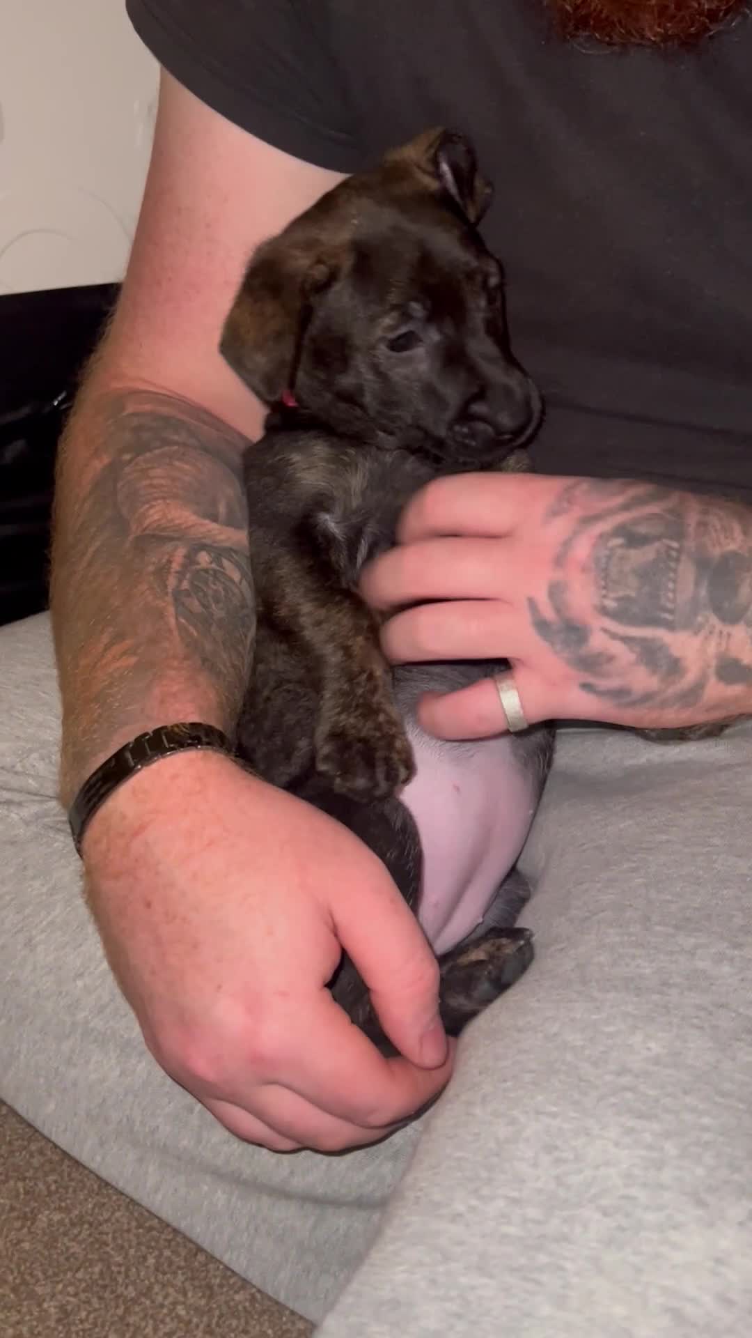 Mixed Breed dogs for sale: German Shepherd x Staffy x Jack Russell puppies  - Video 3