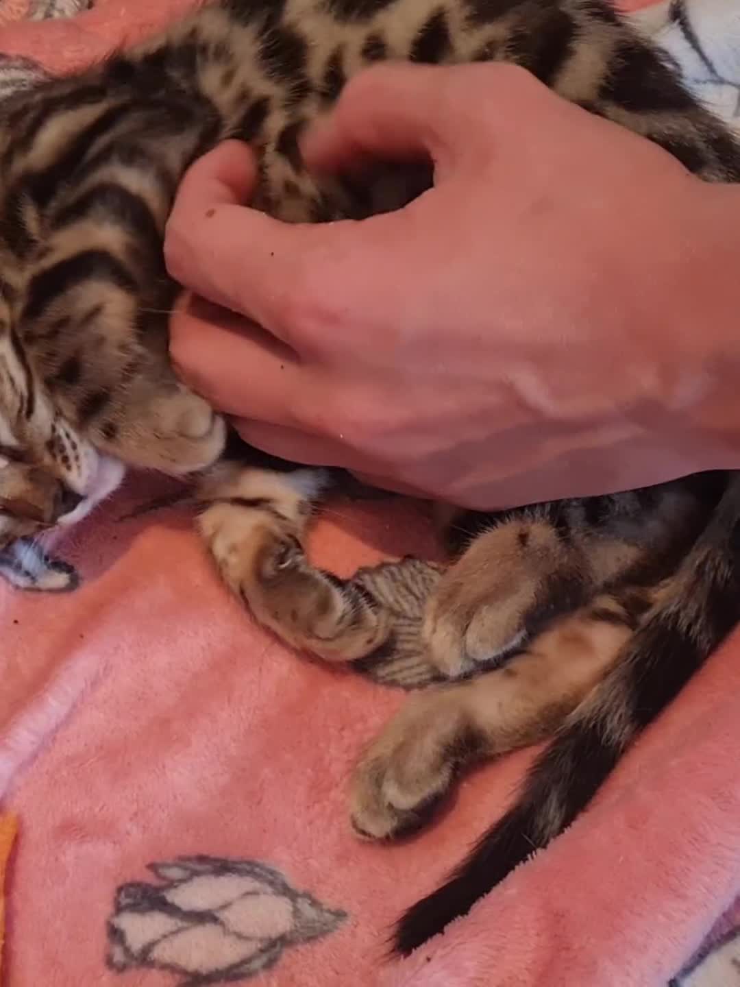 Bengal cats for sale: TICA Registered Pedigree Brown Bengal Kittens - Video 5