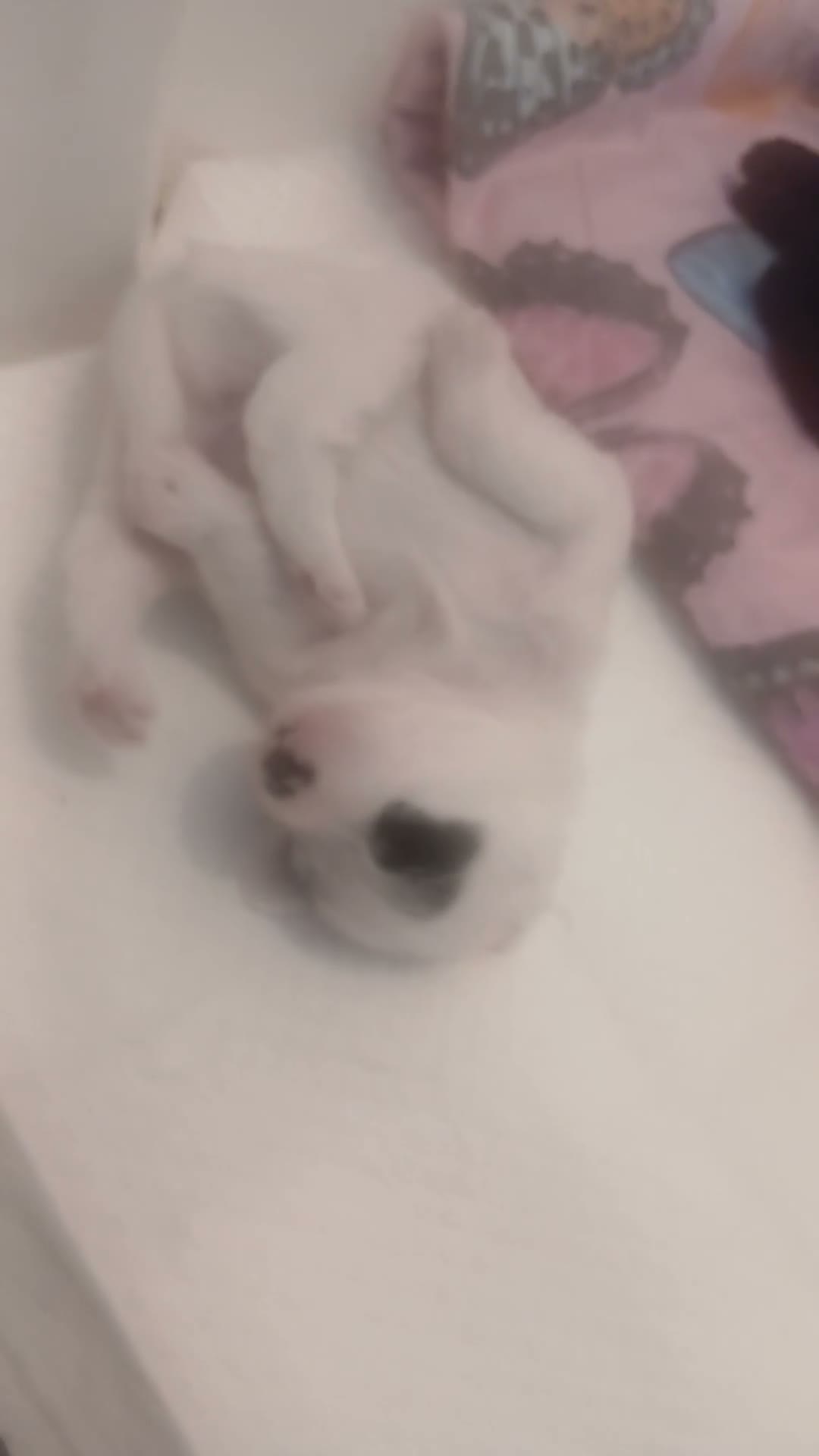 Jackapoo dogs for sale: Jackapoos - Video 1