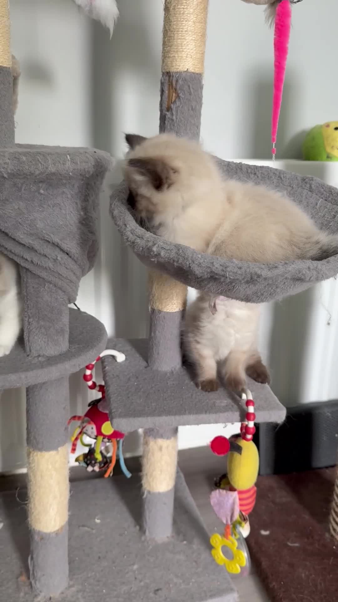 Ragdoll cats for sale: Ragdoll - Video 1