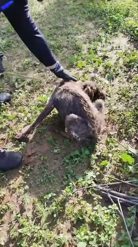 German Wirehaired Pointer dogs for adoption: Lucy, GWP Podenco cross, aged 3 - Video 2