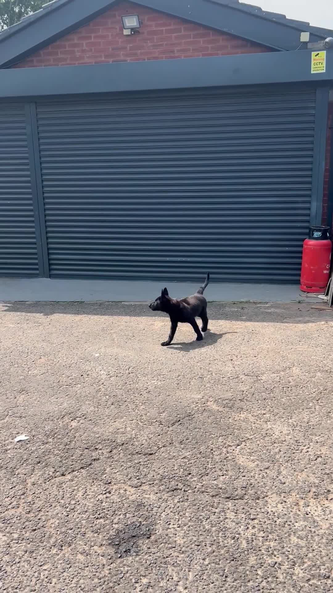 Mixed Breed dogs for sale: German Shepard X Malinois puppy  - Video 1
