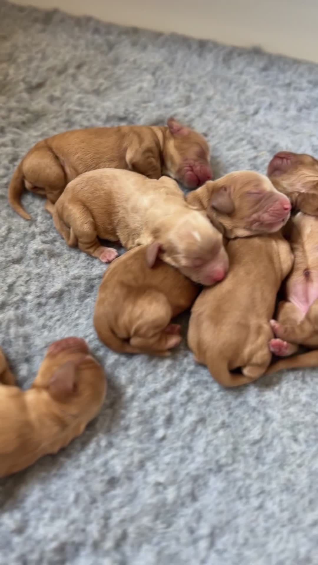 Cocker Spaniel dogs for sale: KC Registered Cocker Spaniel Puppies  - Video 1