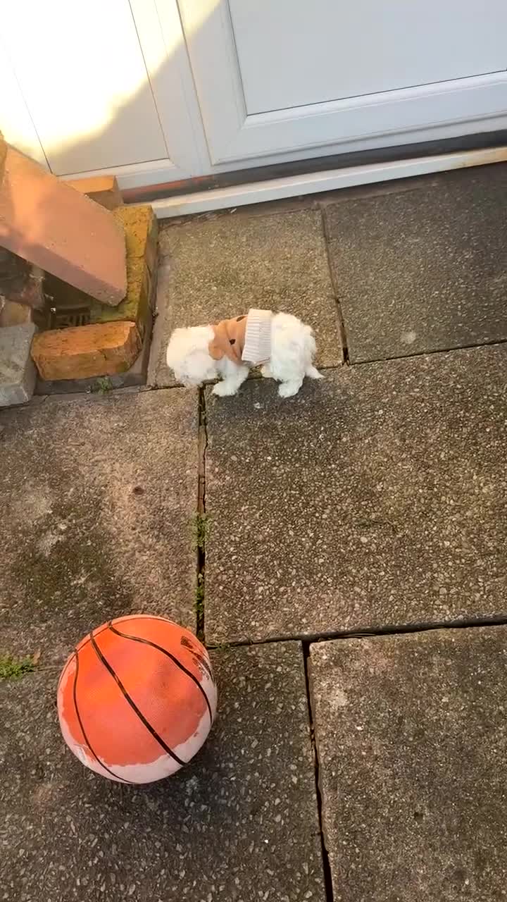 Bichon Frise dogs for sale: Bichon frise - Video 1