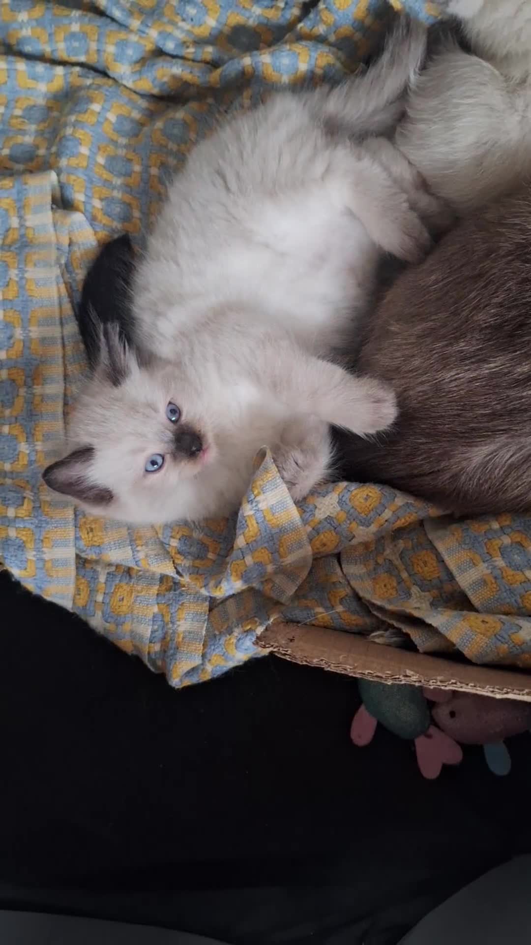 Ragamese cats for sale: 1 boy 1 girl ragamese kittens - Video 2