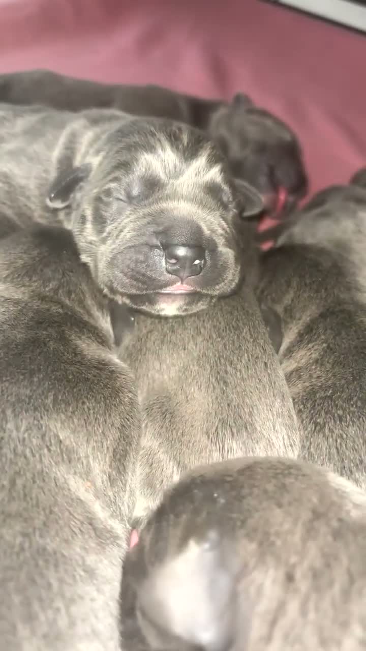Cane Corso dogs for sale: Cane Corso puppies  - Video 3