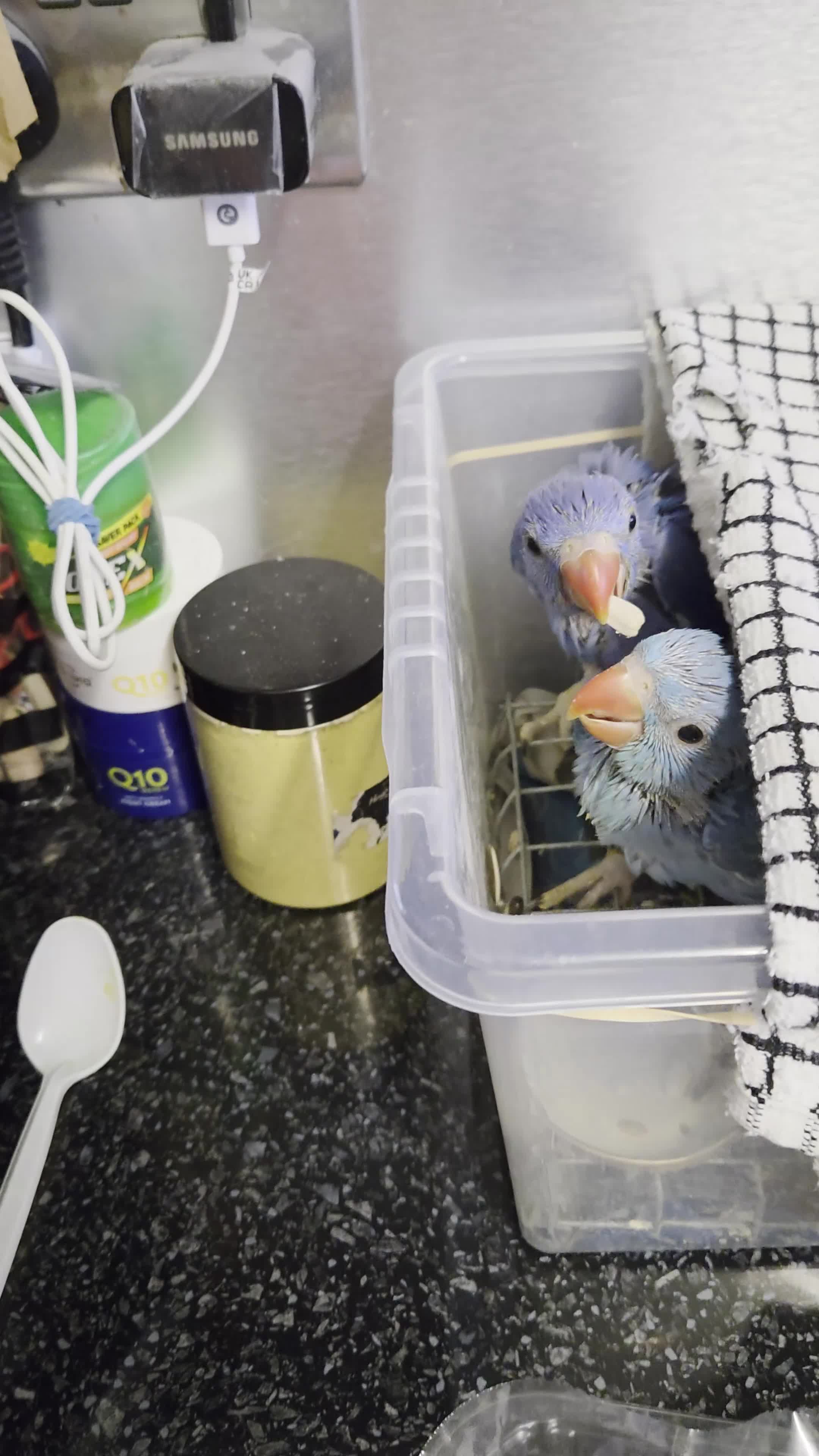 Ringnecks birds for sale: Hand-Reared Baby Indian Ringnecks for Sale  in Leicester - Video 1