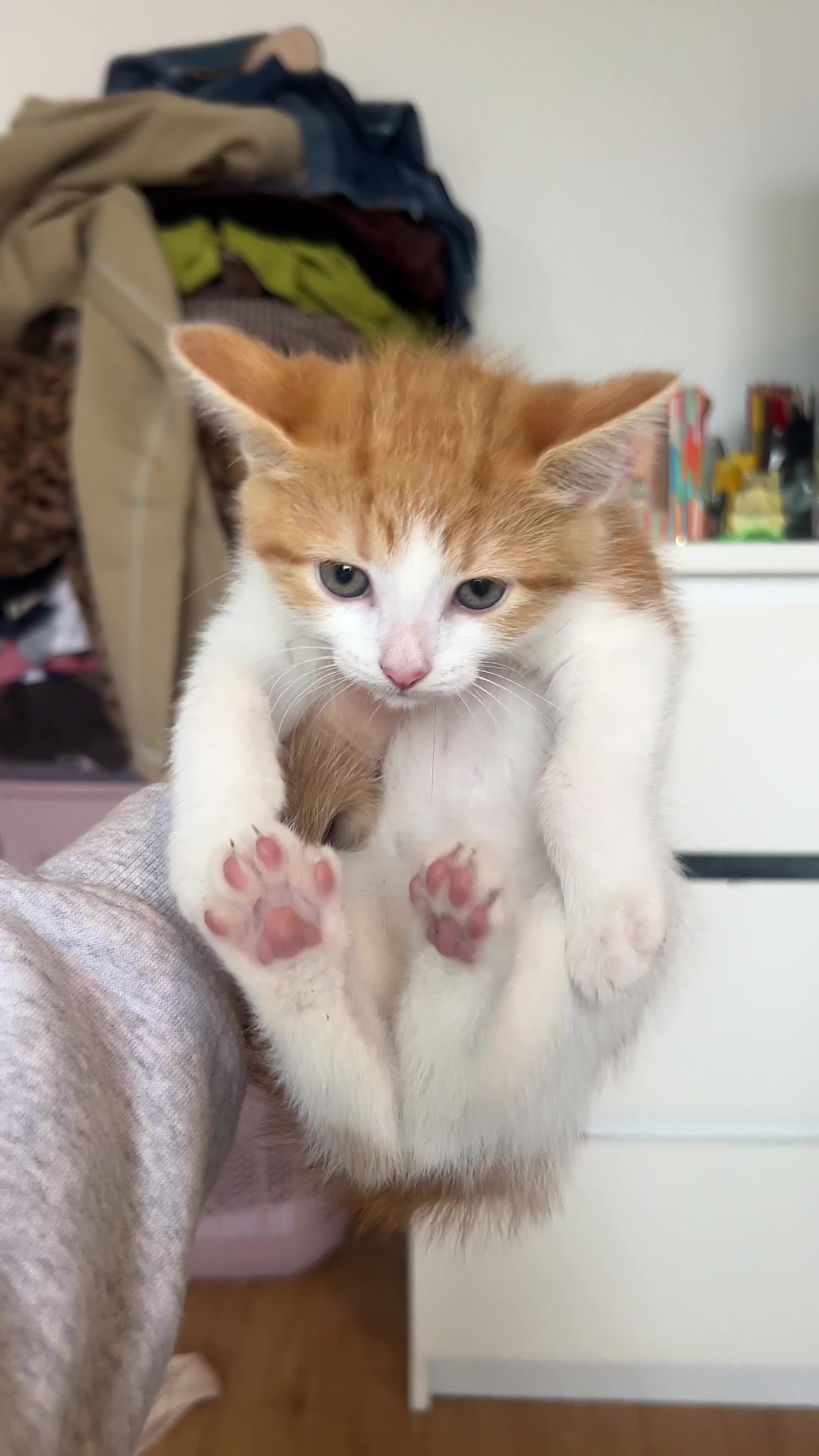Mixed Breed cats for sale: 4 orange tabby kittens - Video 3