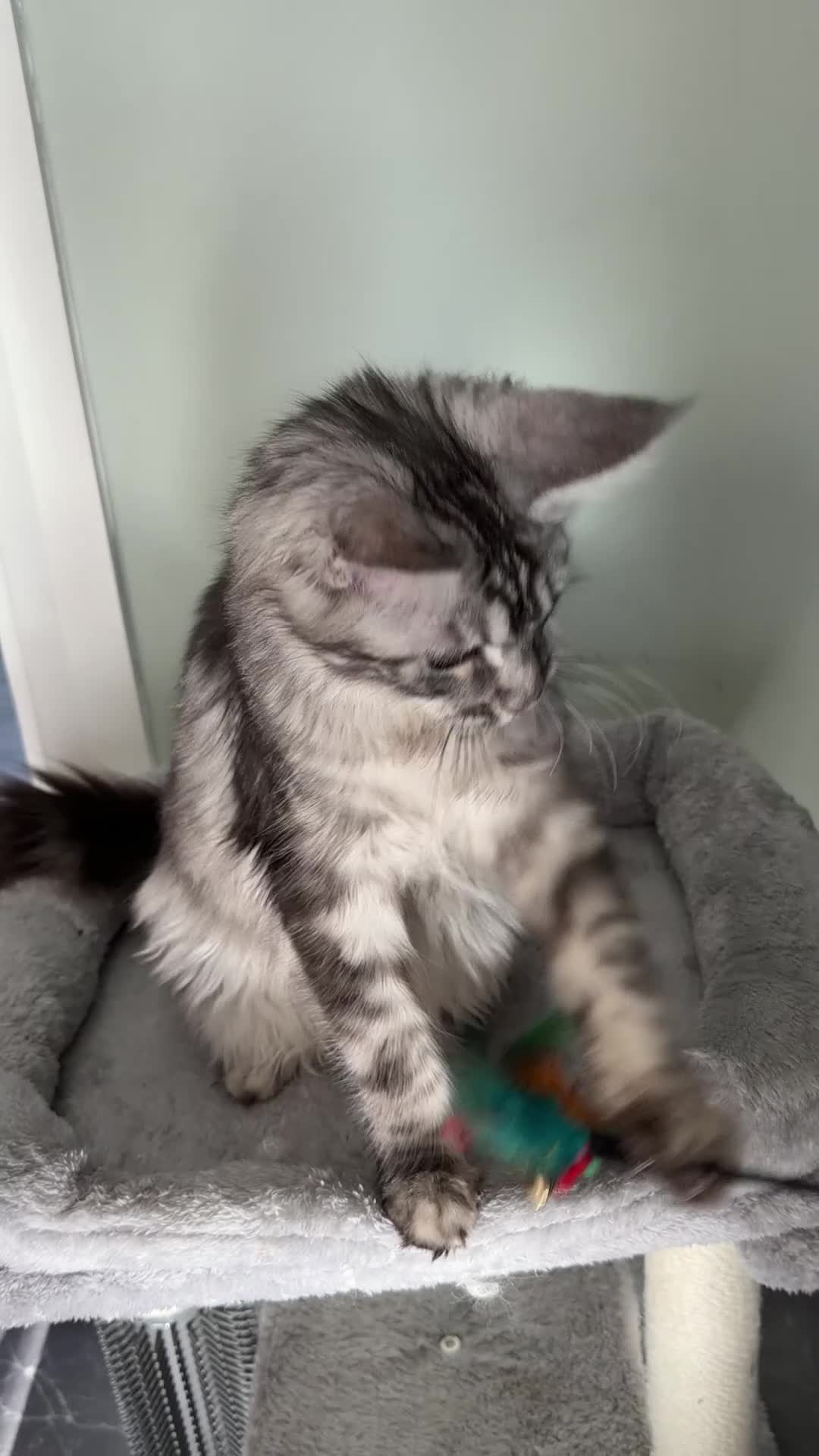 Maine Coon cats for sale: beautiful Venus Pure Maincoon  - Video 2