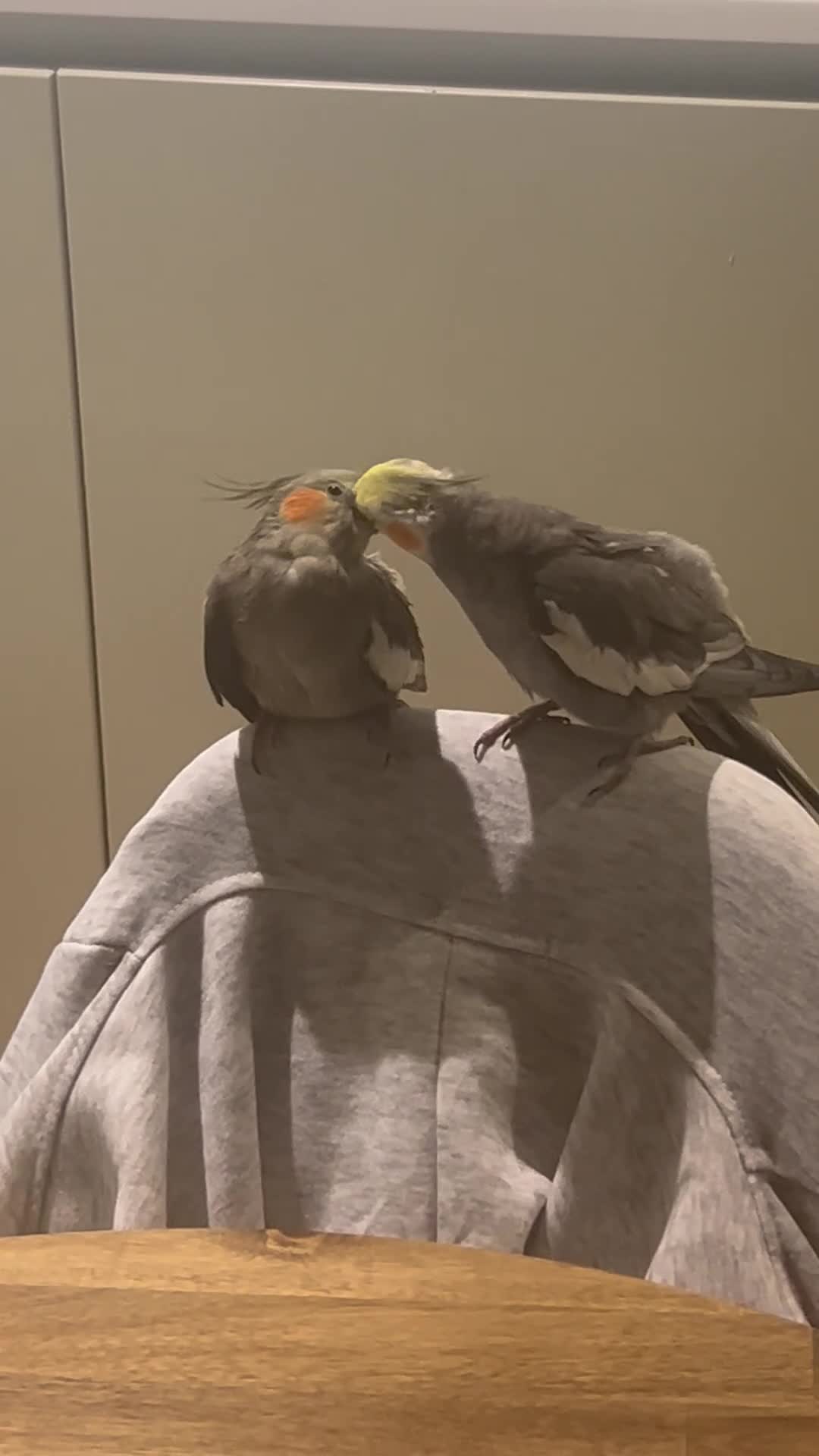 Cockatiels birds for sale: 3 cockatiels 2 girls 1 boy £100 all 3 - Video 1