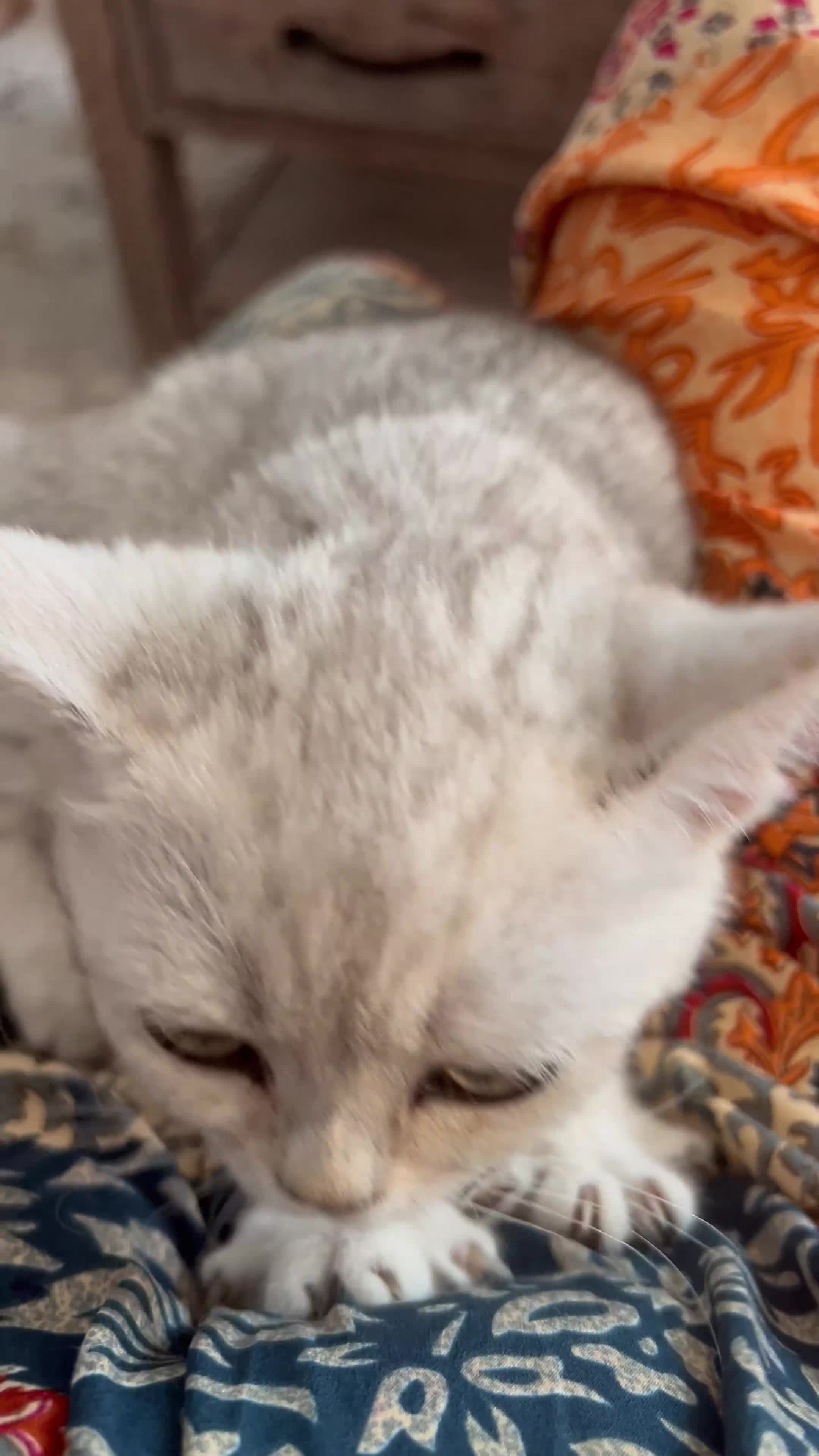 British Shorthair cats for sale: Lap cat British shorthair  - Video 1