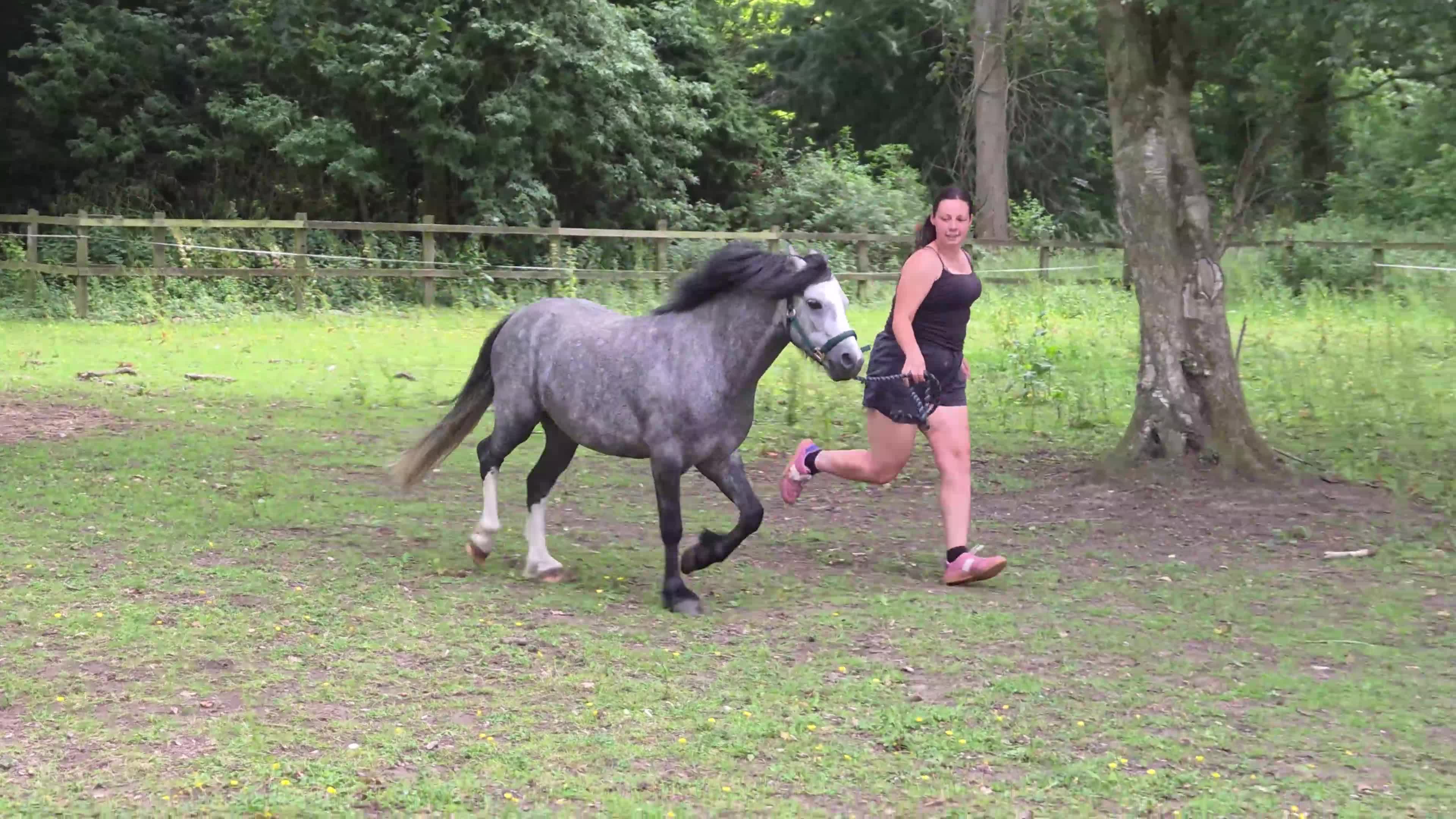 Welsh Section A horses for sale: Cosford Fandango  in Norwich - Video 2