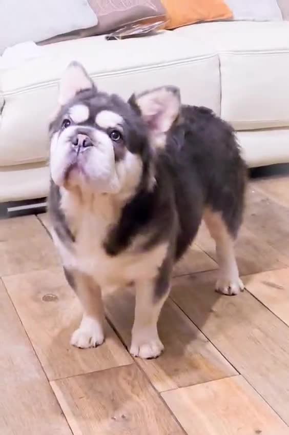 French Bulldog dogs for stud: 🔥 PLAYSTATION 🔥 in Chesterfield - Video 1