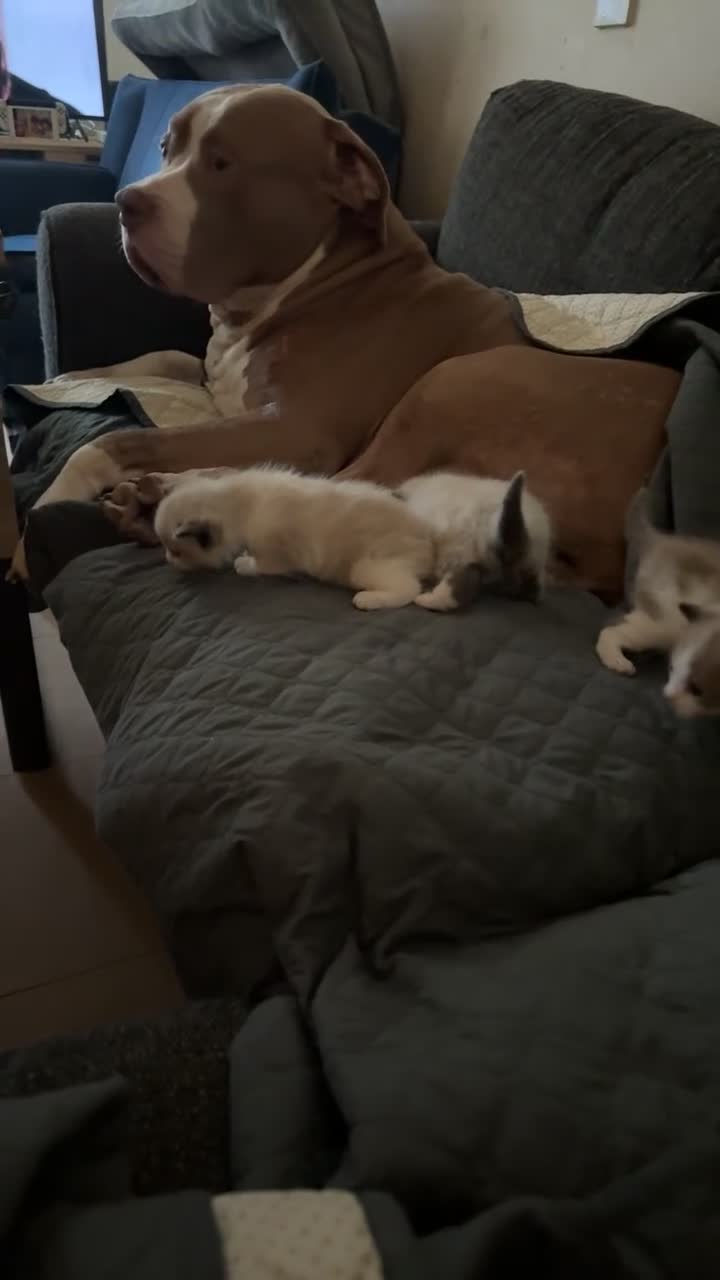 Ragdoll cats for sale: Ragdoll - Video 1