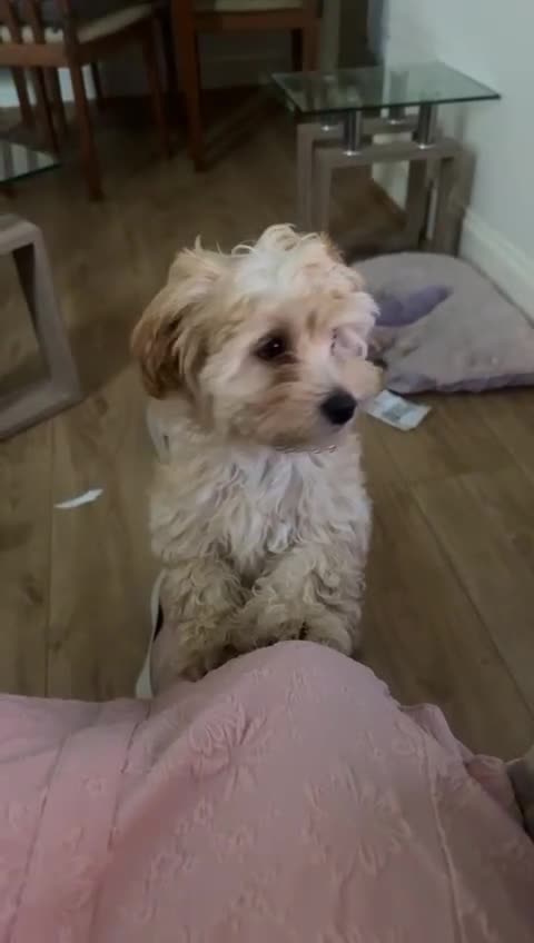 Maltipoo dogs for sale: Maltipoo puppy - 14 wks  - Video 2