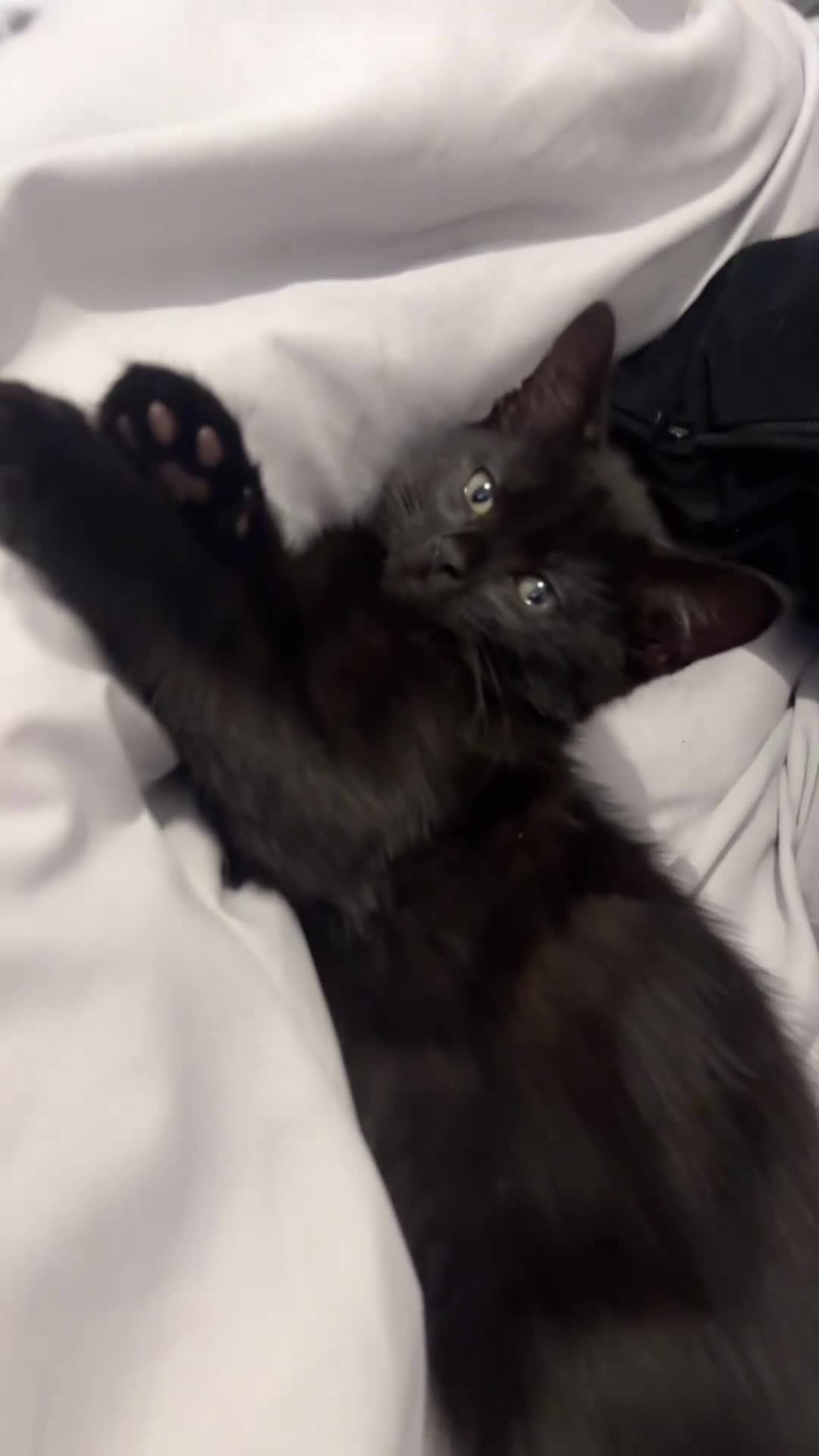 Mixed Breed cats for sale: kittens for sale  in Blackburn - Video 2