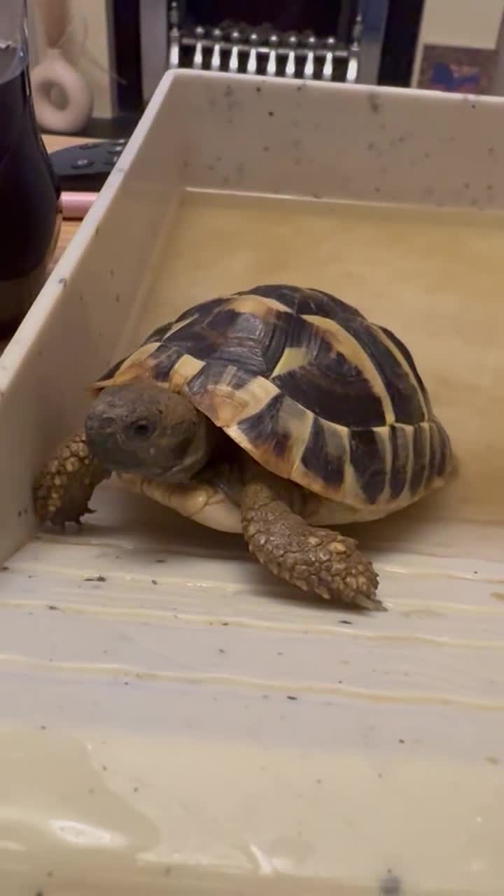 Hermann Tortoise reptiles for sale: Hermann’s Tortoise Looking for a Loving Home  - Video 1