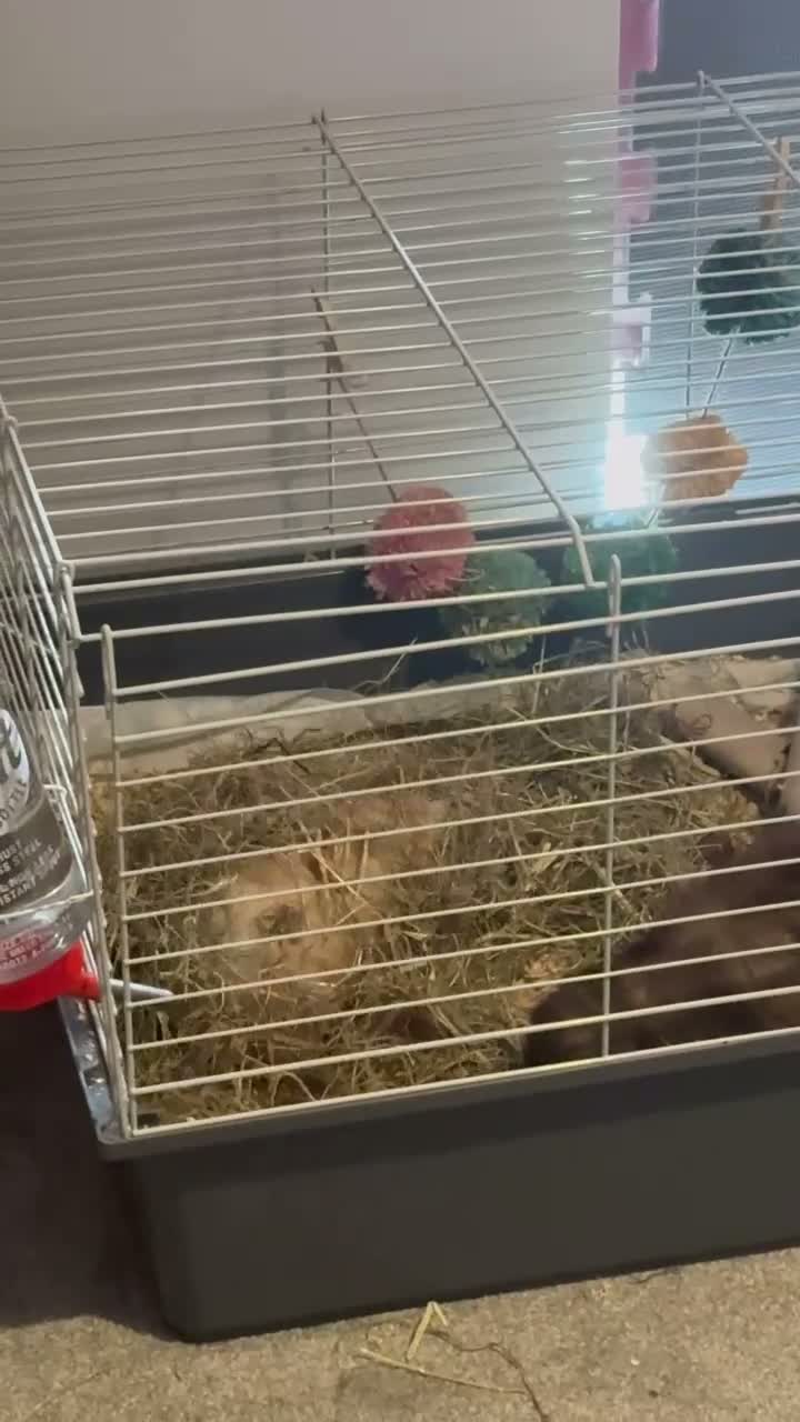 Guinea Pig rodents for sale: TWO LOVELY GUINEA PIGS LOOKING FOR A NEW HOME in Milton Keynes - Video 1