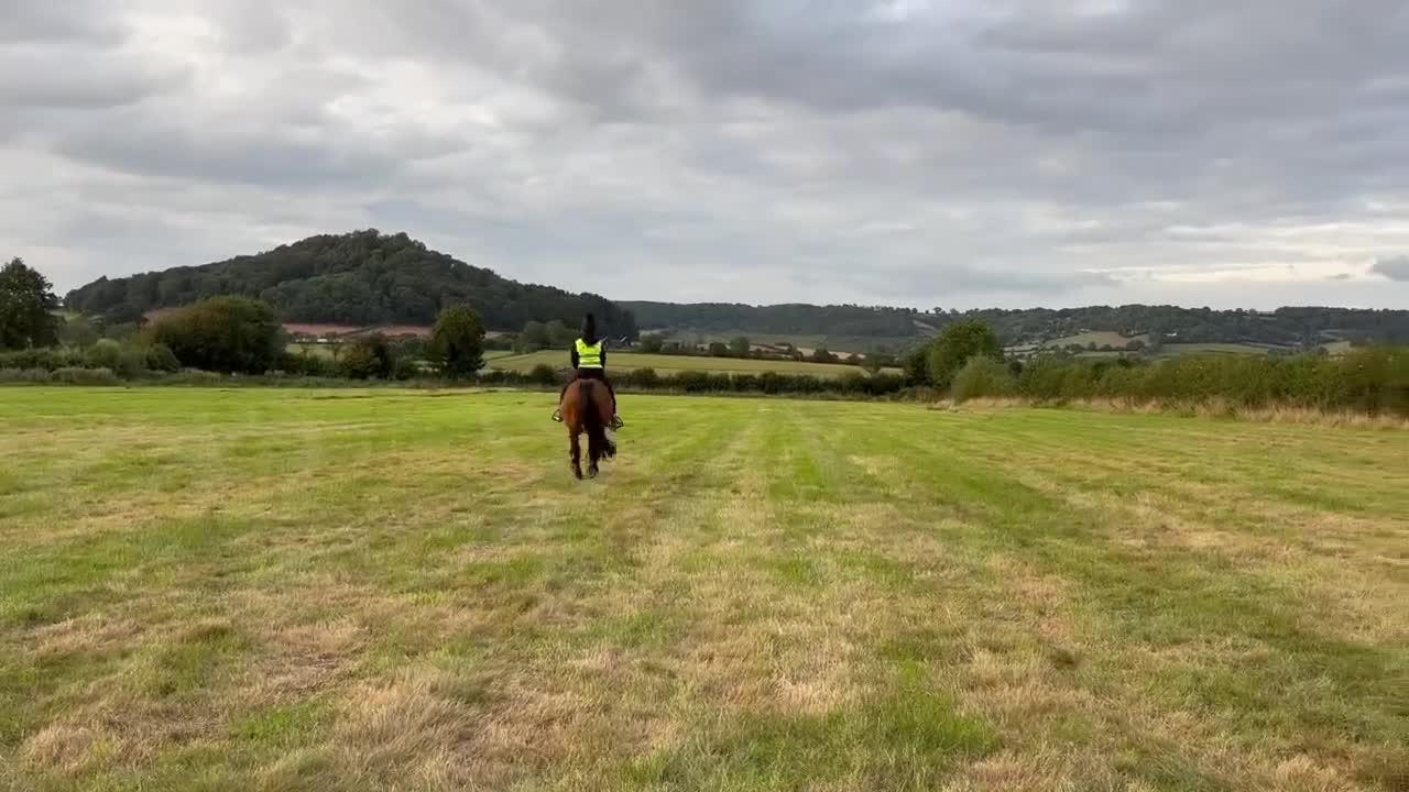 Welsh Section D horses for sale: Welsh Section D Bay gelding  in Hereford - Video 1