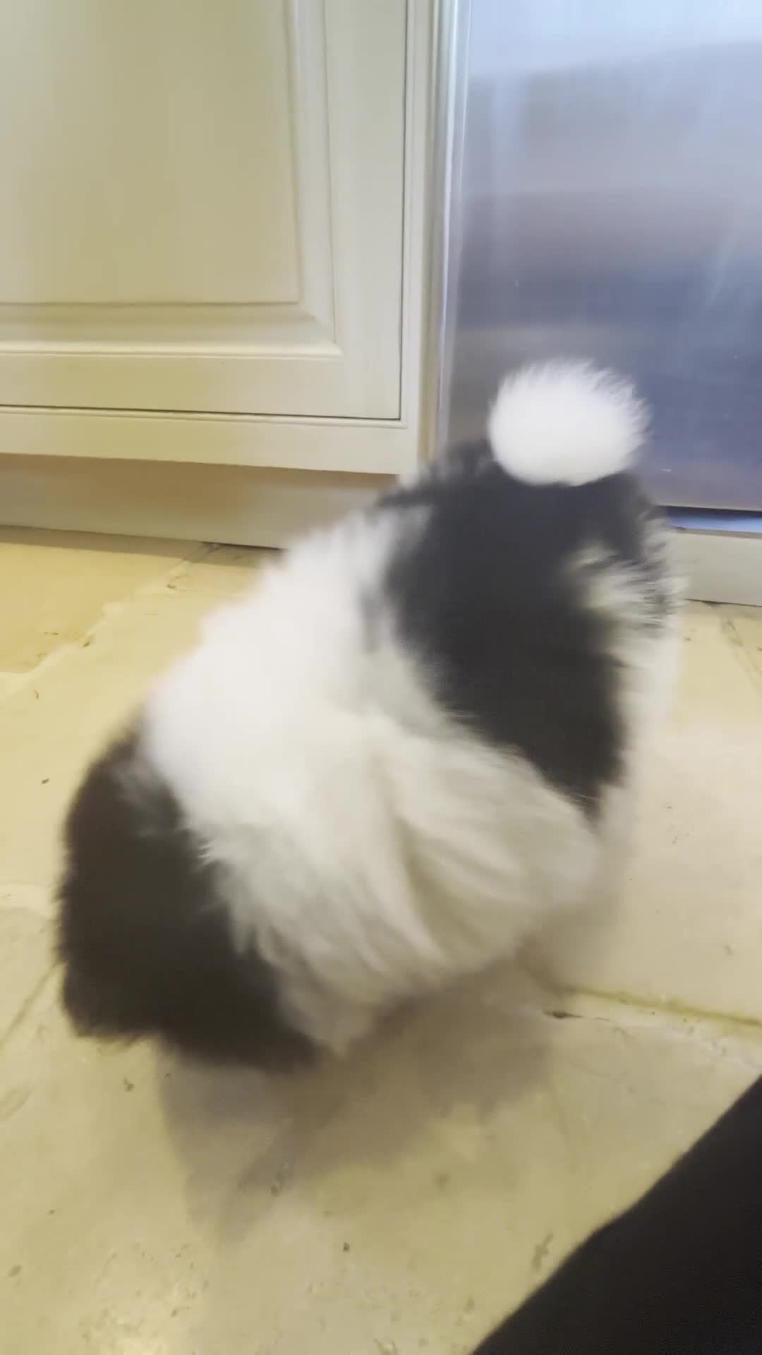 Pomeranian dogs for sale: Stunning KC Registered Small Pomeranian Puppies - Video 5