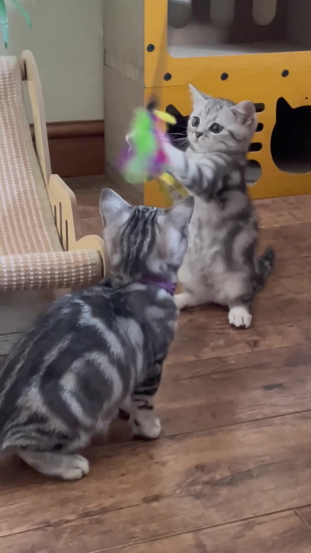 British Shorthair cats for sale: GCCF Classic Silver Tabby Kittens - Video 1
