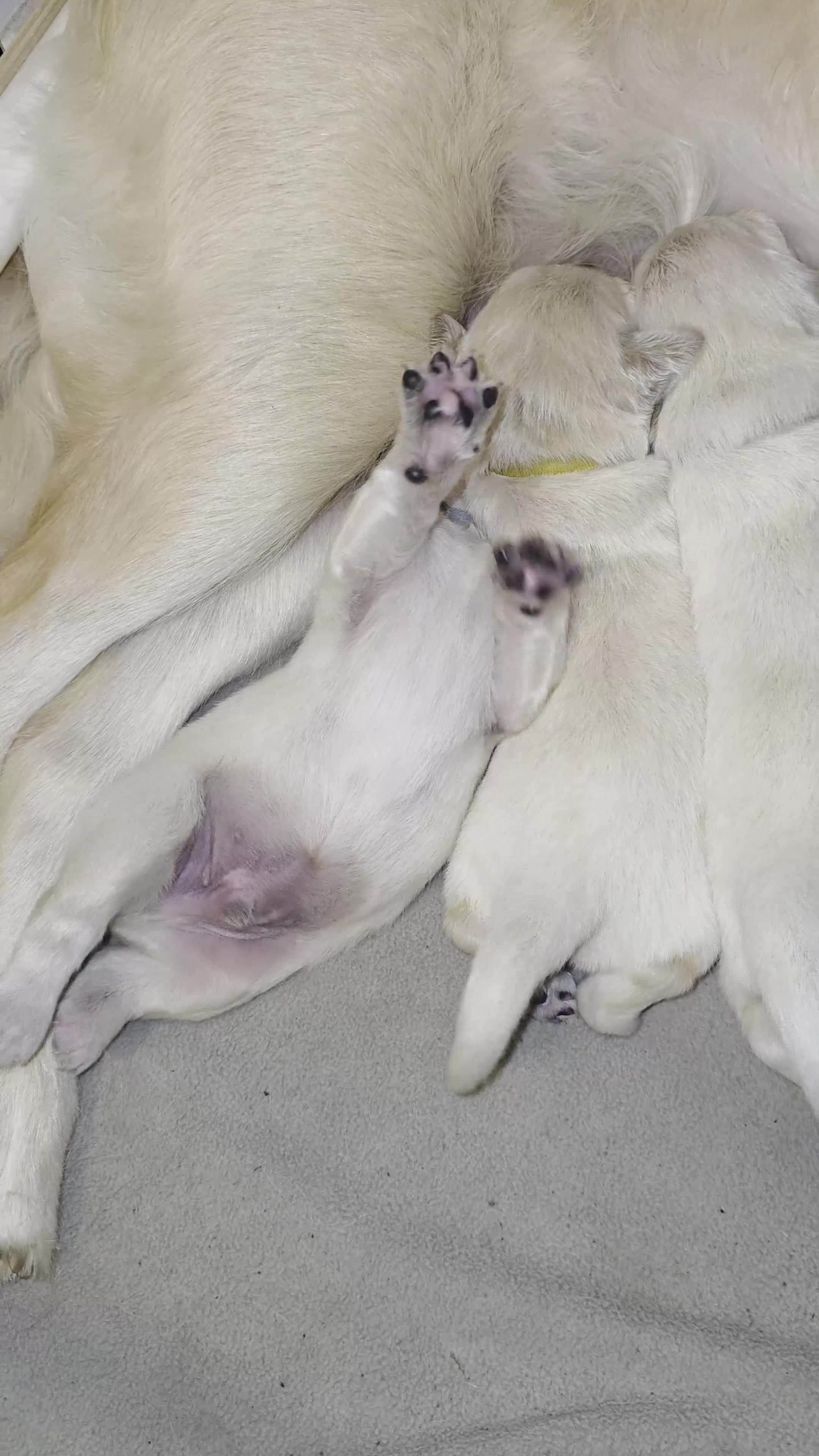 Golden Retriever dogs for sale: 6 gorgeous puppy Golden Retrievers for sale. - Video 1