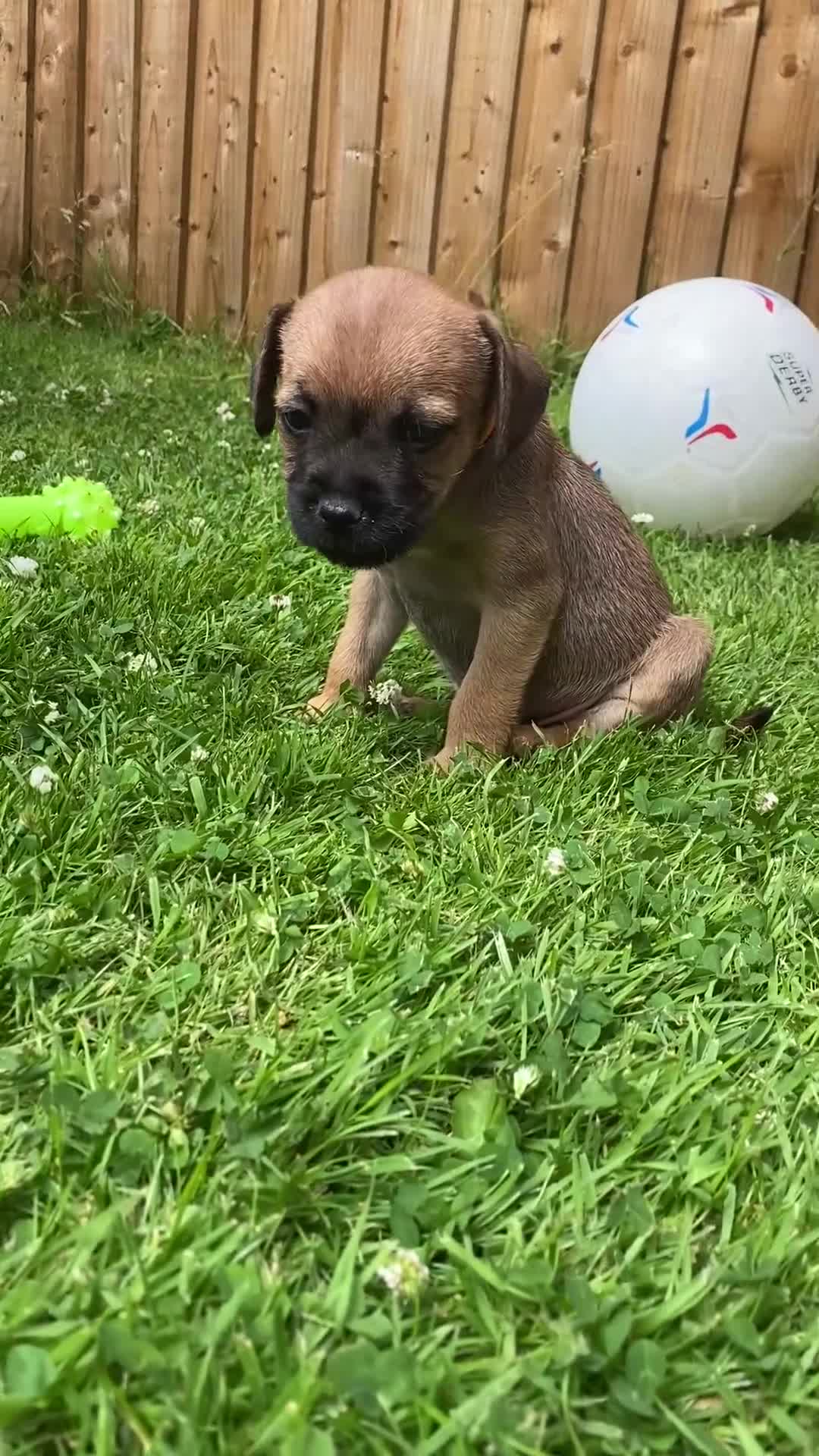Border Terrier dogs for sale: ⭐️KC BORDER TERRIER PUPPIES, SLEM CLEAR - Video 4