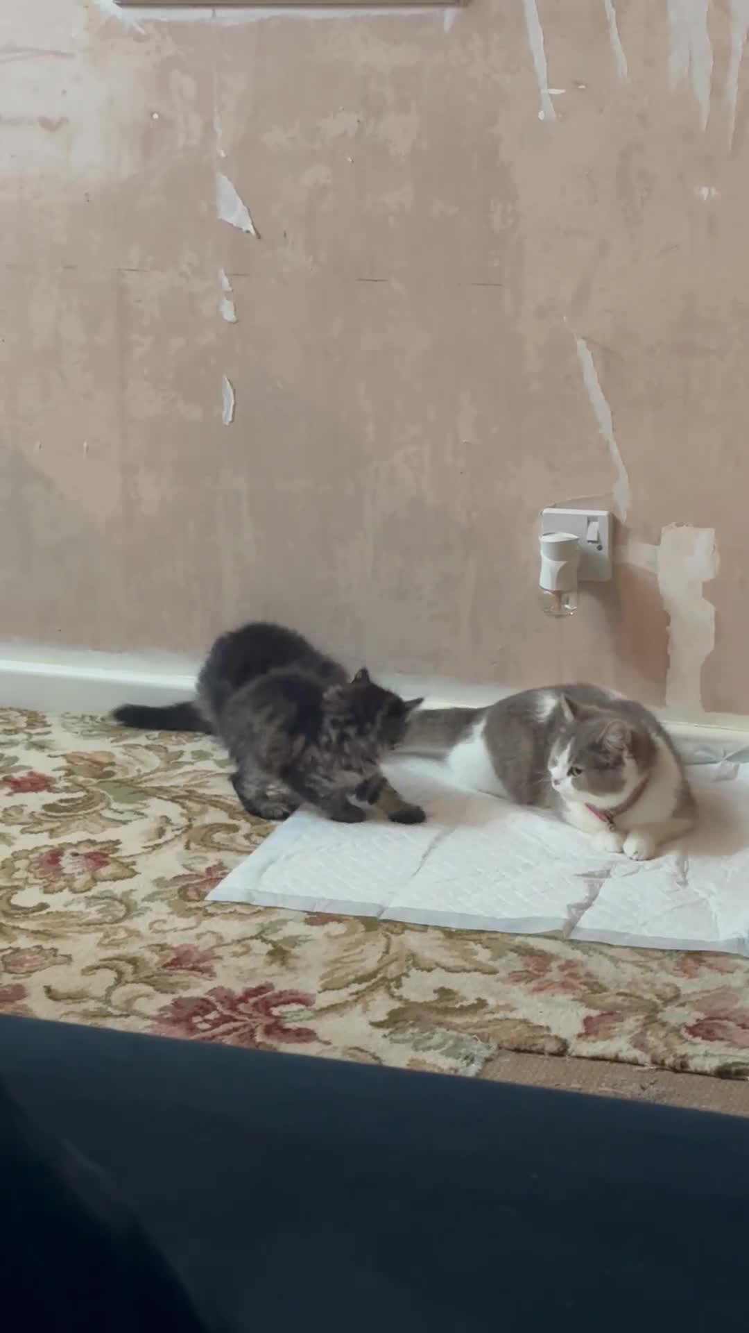 Mixed Breed cats for sale: British shorthair X Maincoon 1M 2F left - Video 2