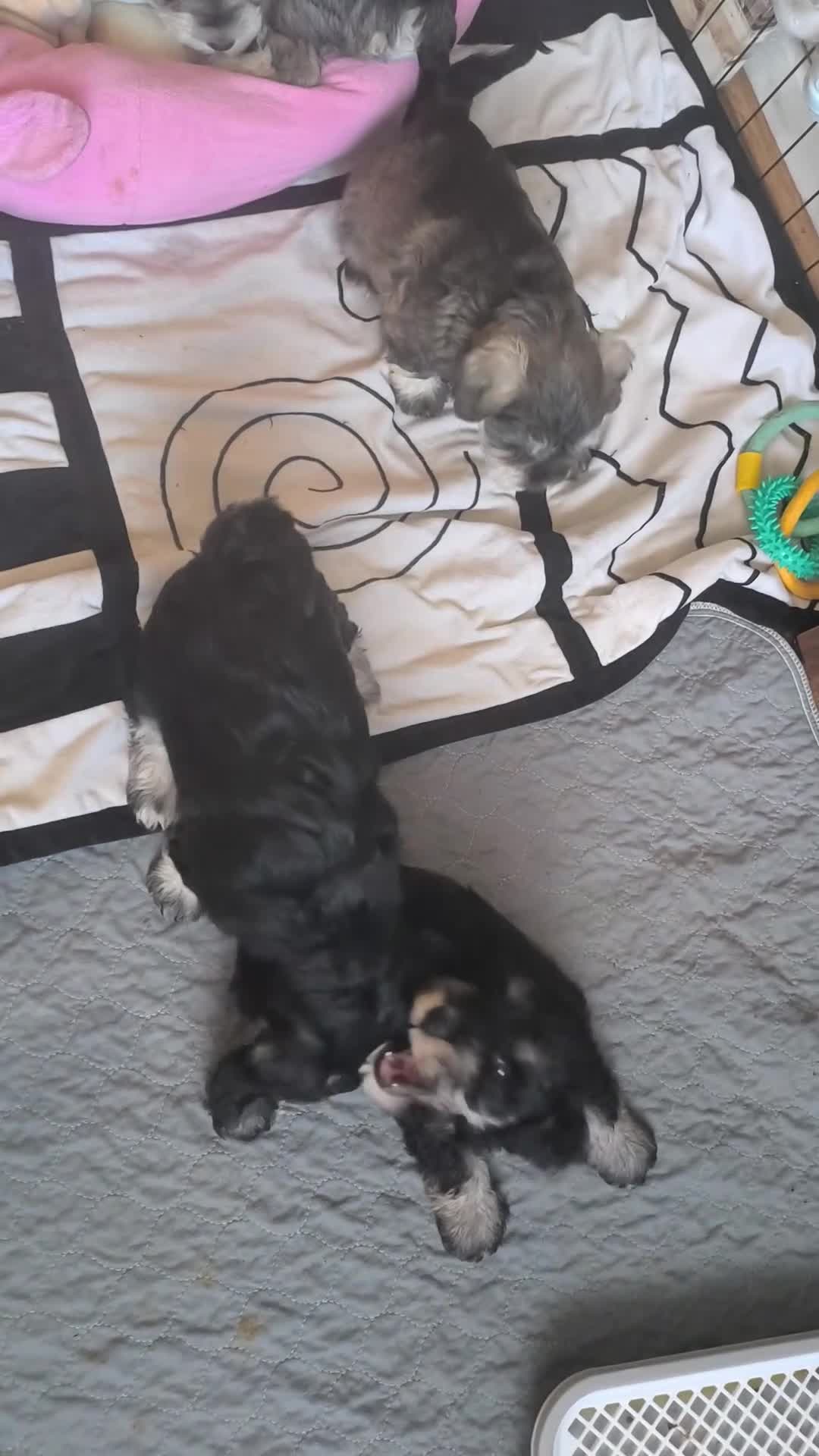 Miniature Schnauzer dogs for sale: Miniature Schnauzers KC Reg 3 boys 1girl available - Video 2