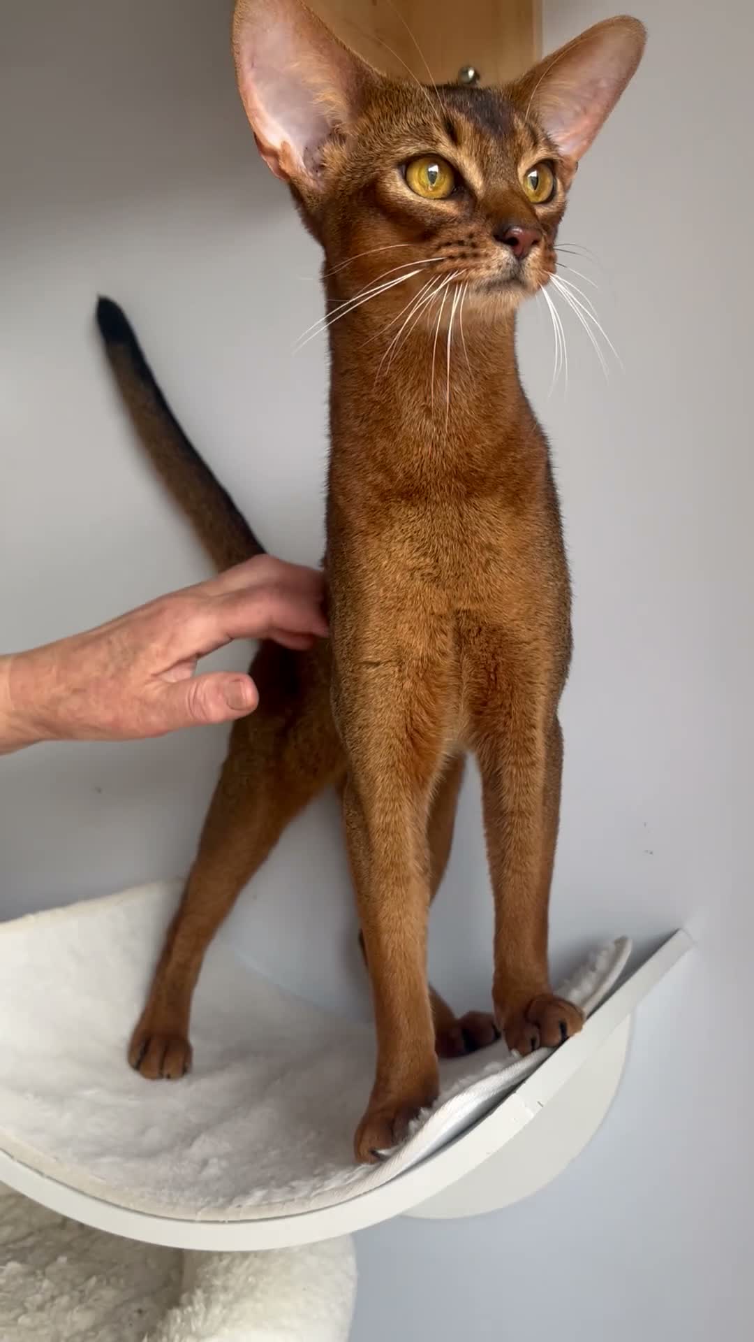 Abyssinian cats for sale: Gorgeous Boy Jerry - Video 1
