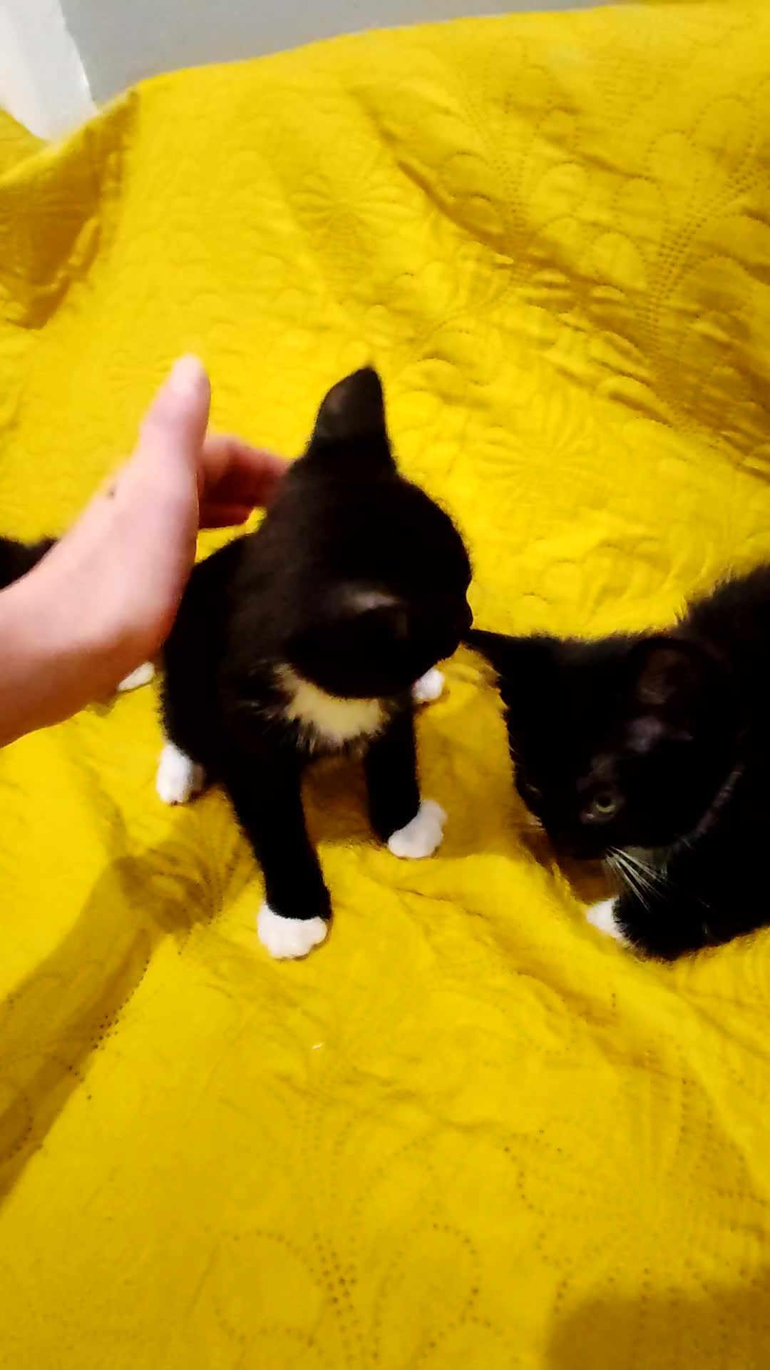 Mixed Breed cats for sale: Beautiful kittens VIDEOS - Video 3