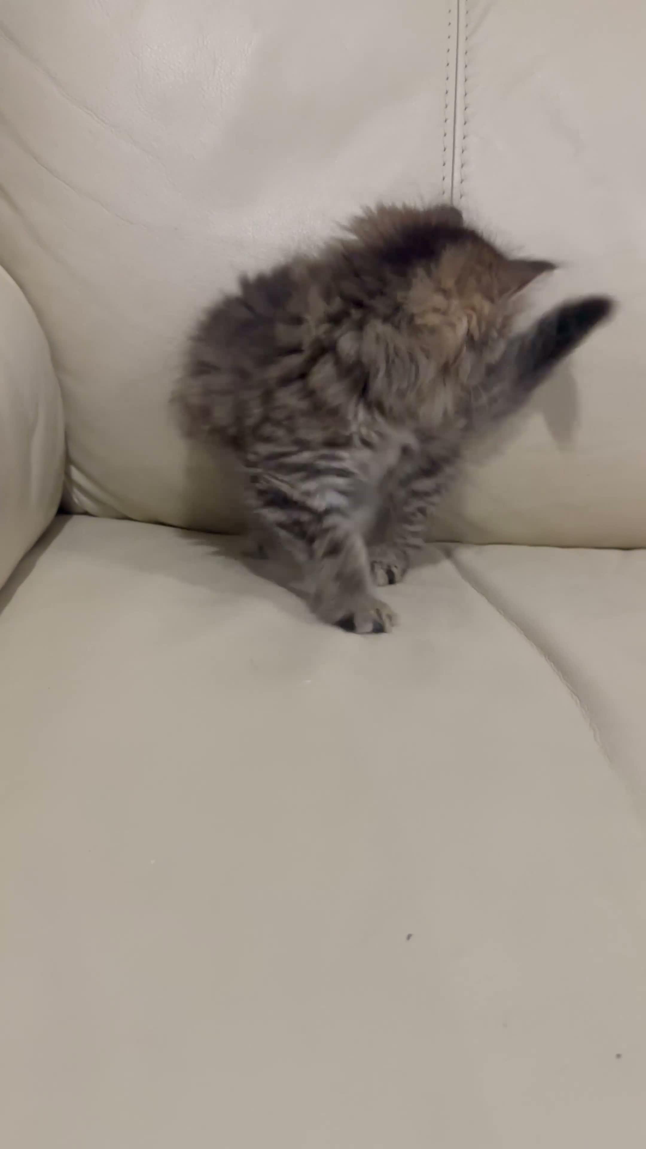 Norwegian Forest Cat cats for sale: Stunningly Adorable Norwegian Forest x Ragdoll  - Video 1