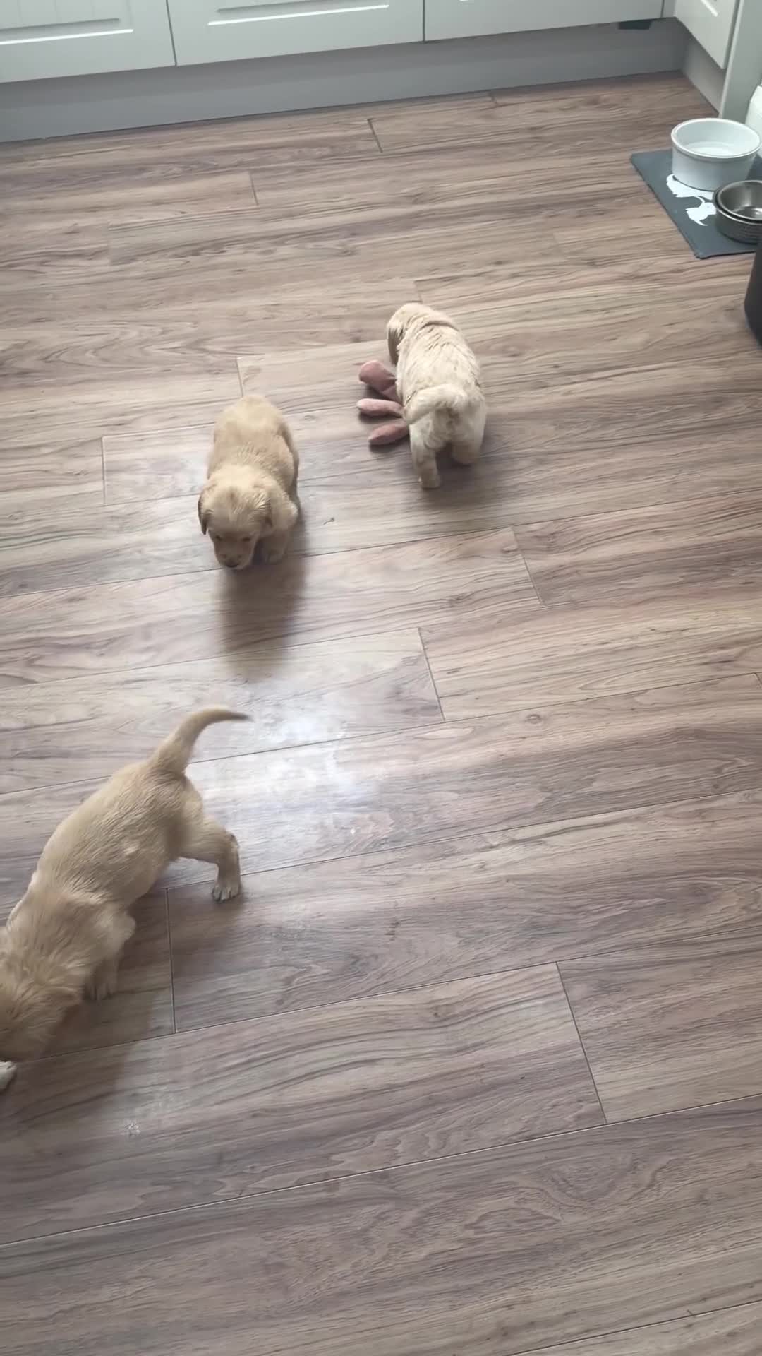 Goldendoodle dogs for sale: Ready to leave this week!! 1 girl left!!!  - Video 2