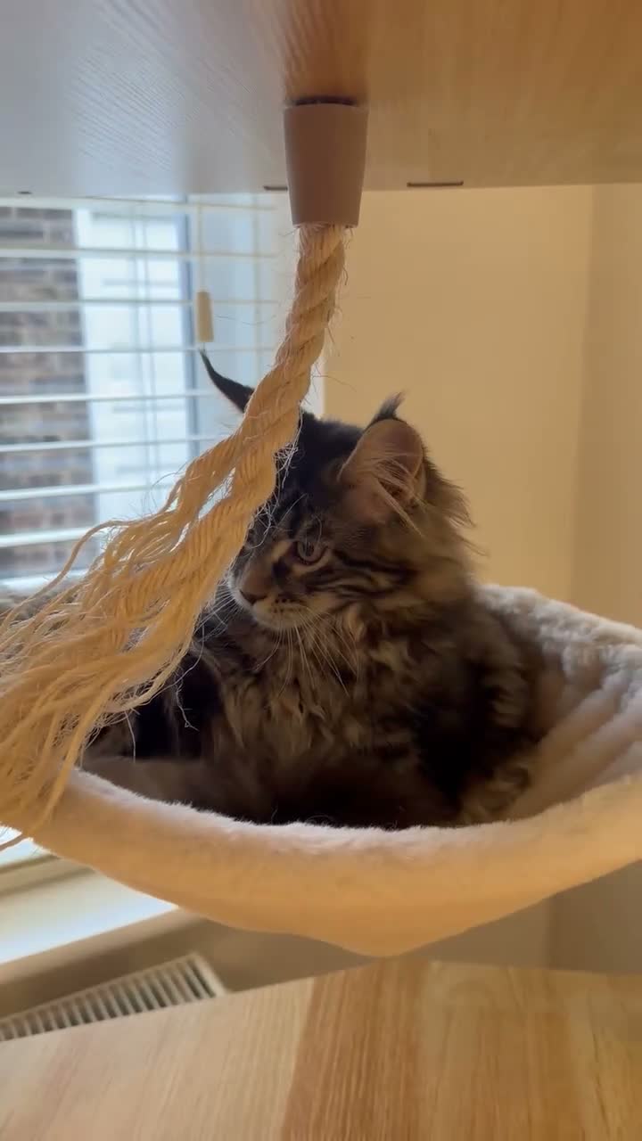 Maine Coon cats for sale: READY NOW last boy beautiful Maine Coon kittens - Video 2