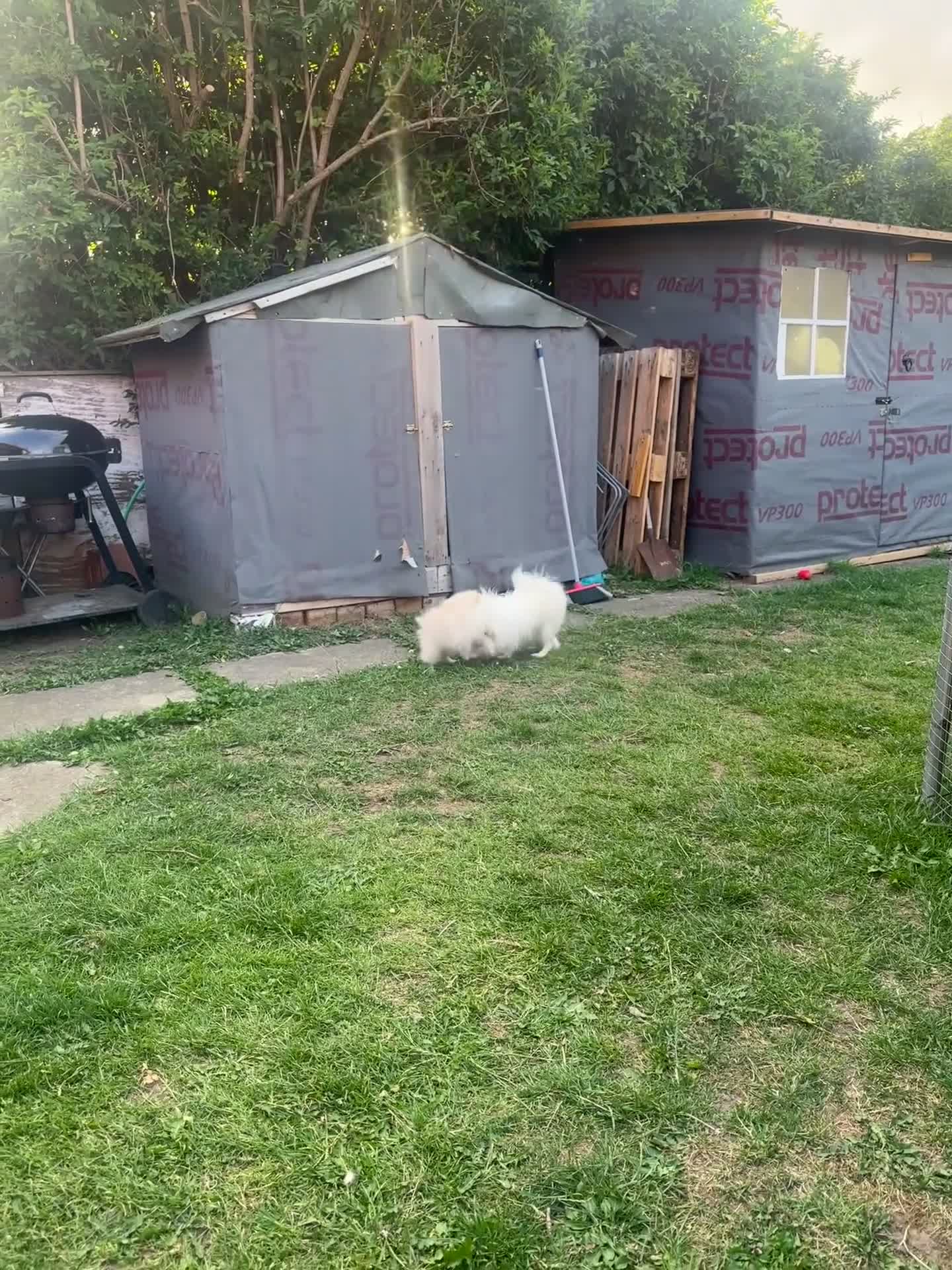 Pomeranian dogs for sale: Beautiful Pomeranian Puppy  - Video 1