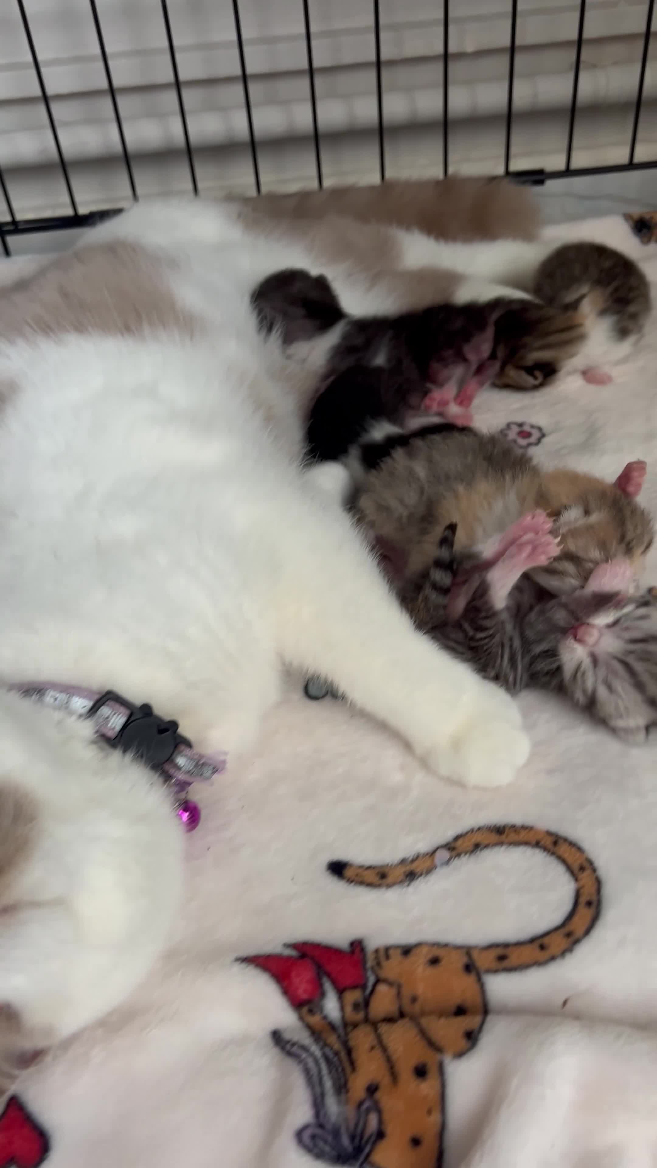 British Shorthair cats for sale: Beautiful British short hair kittens - Video 1