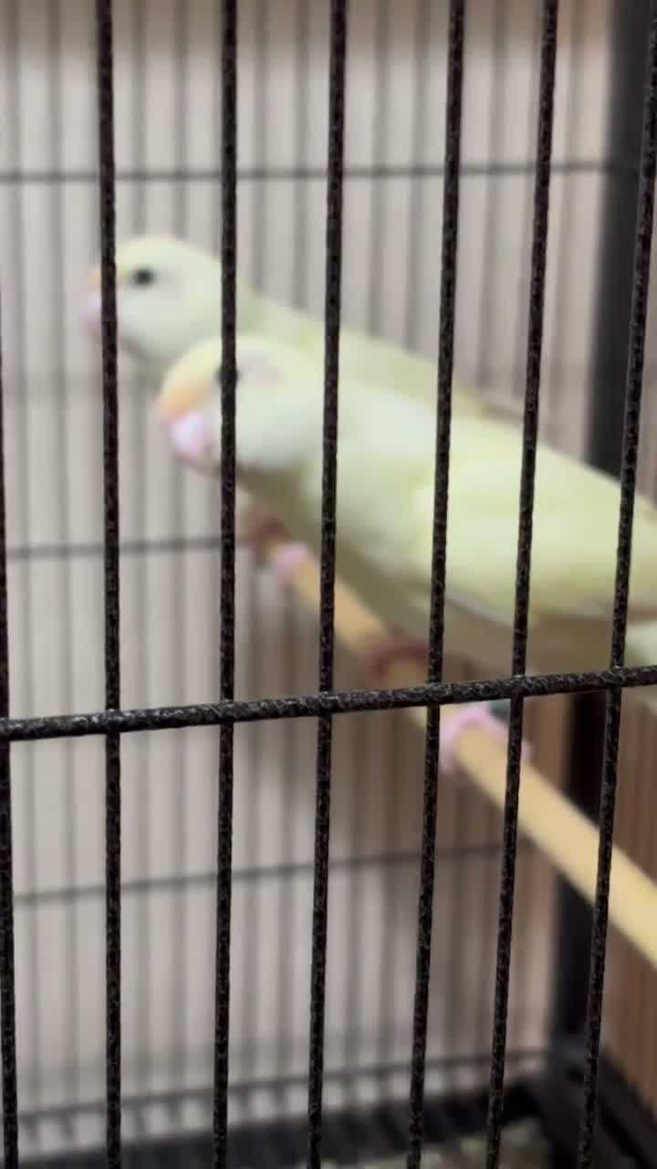 Parakeets birds for sale: Kakarikis  - Video 1