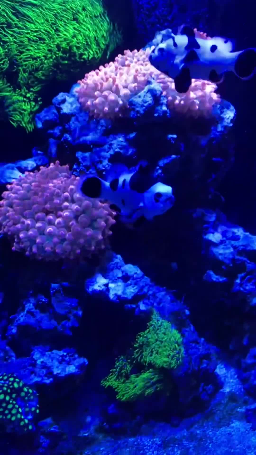Other/Mixed Breed fish for sale: Reef Aquarium with BLACK STORM CLOWNS  - Video 1