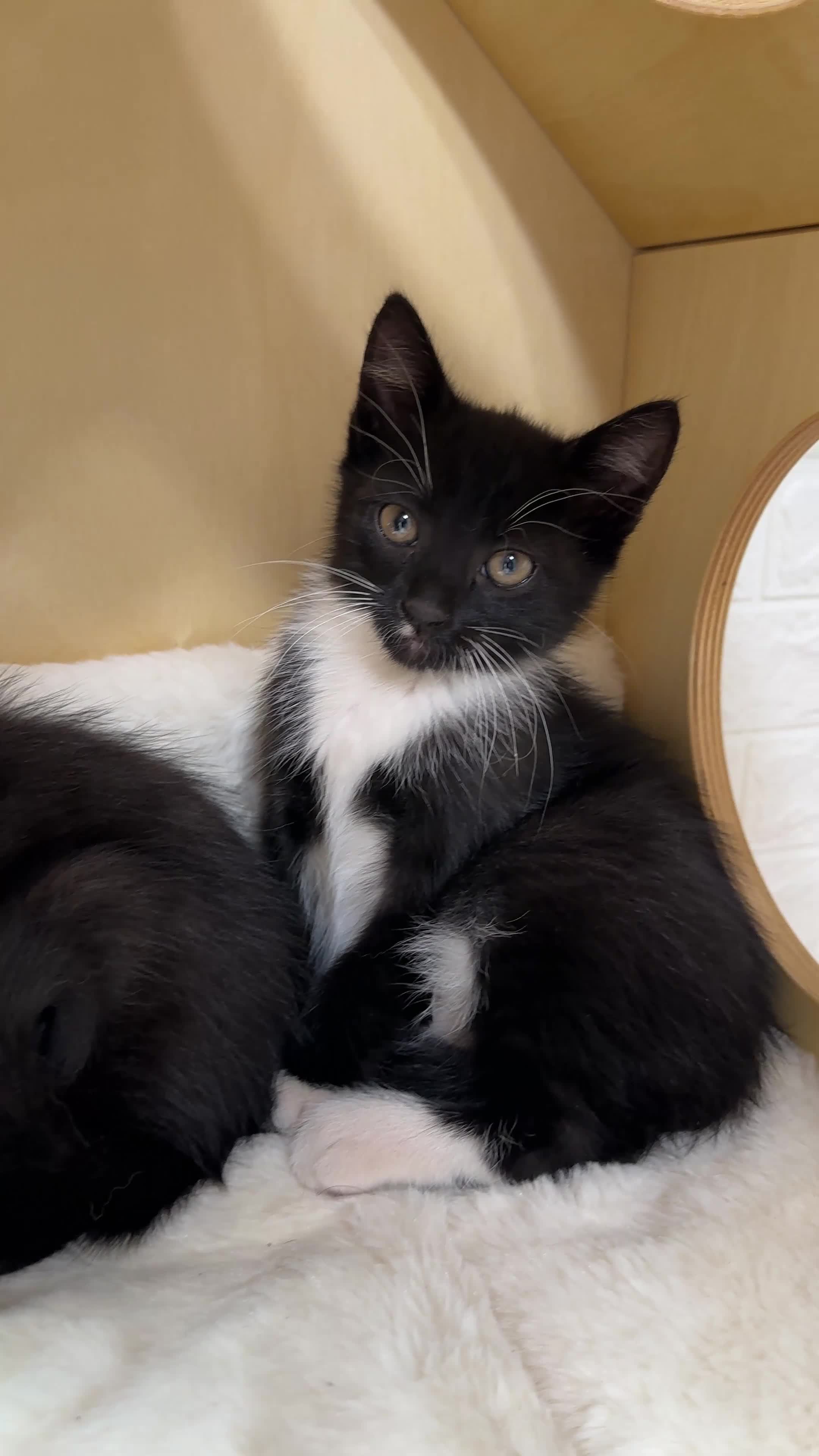 Mixed Breed cats for sale: Two Beautiful Kitten Sisters Looking for  Home - Video 3