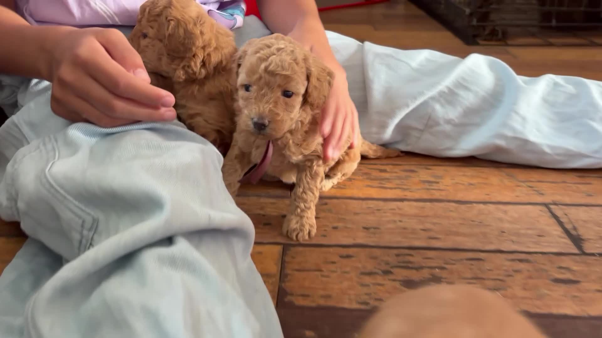 Miniature Poodle dogs for sale: KC DNA Health Tested Red Miniature Poodle Puppies in Glasgow - Video 1
