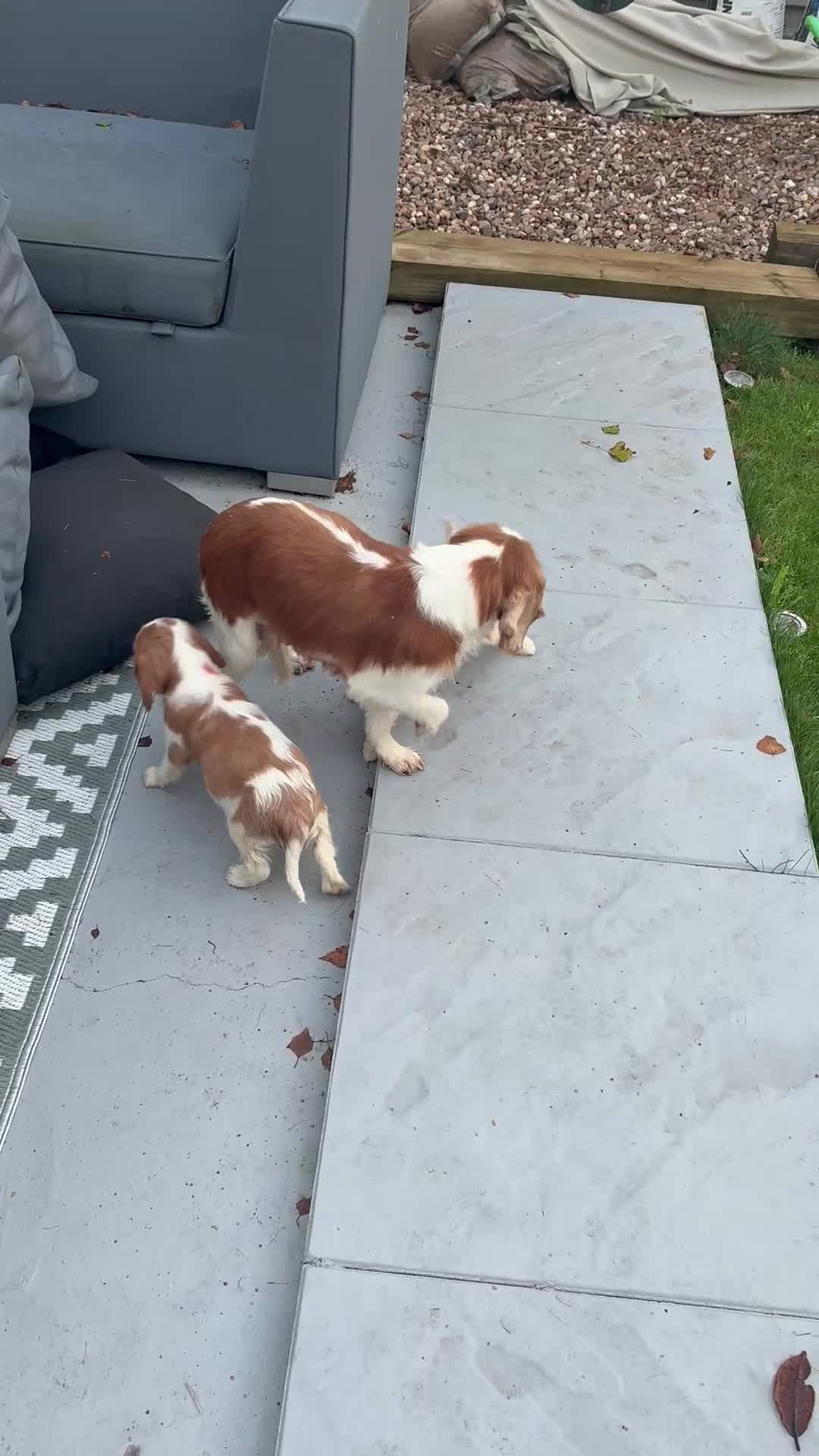 Cavalier King Charles Spaniel dogs for sale: ✨Adorable King Charles Cavalier Puppies✨READY NOW✨ - Video 4