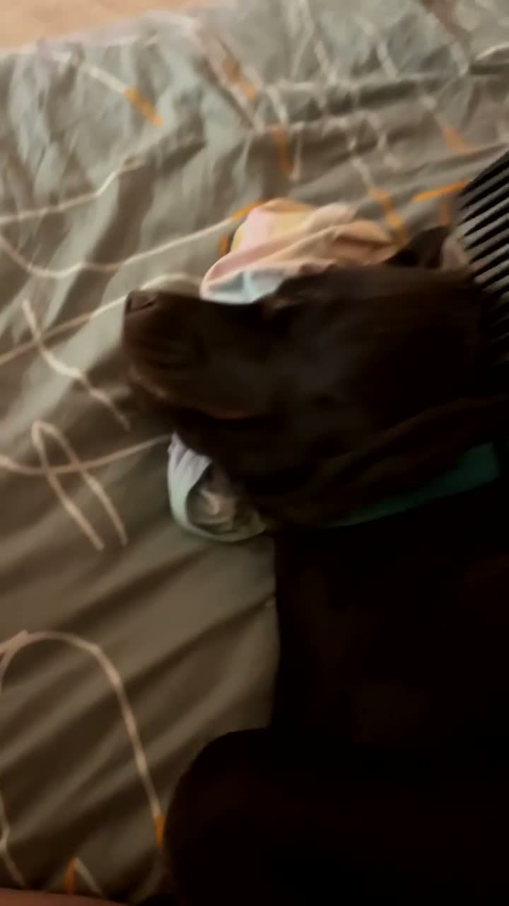 Mixed Breed dogs for sale: Meet belle.. - Video 2