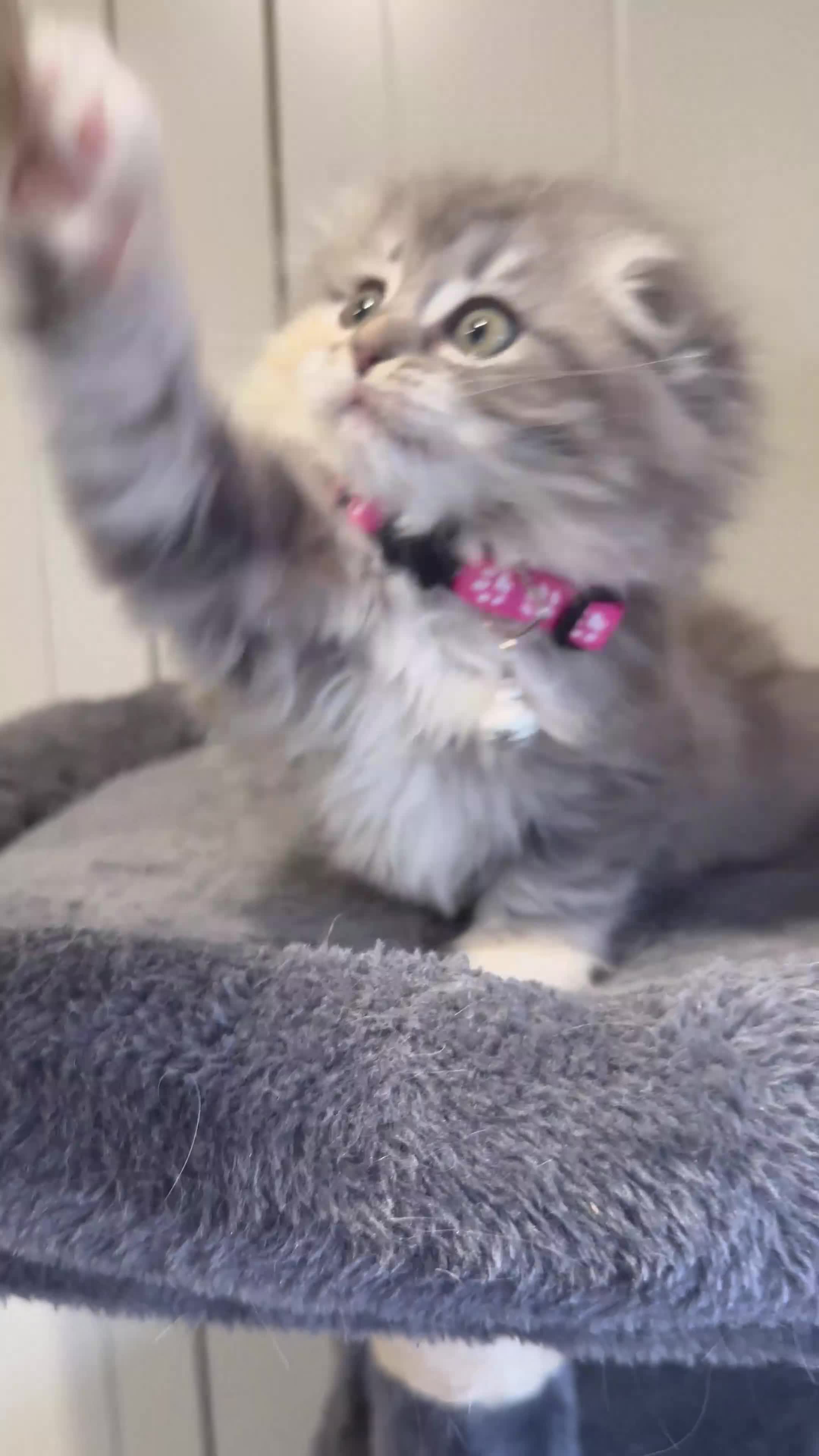 Scottish Fold cats for sale: Stunningly Gorgeous Scottish Fold kitchens - Video 2