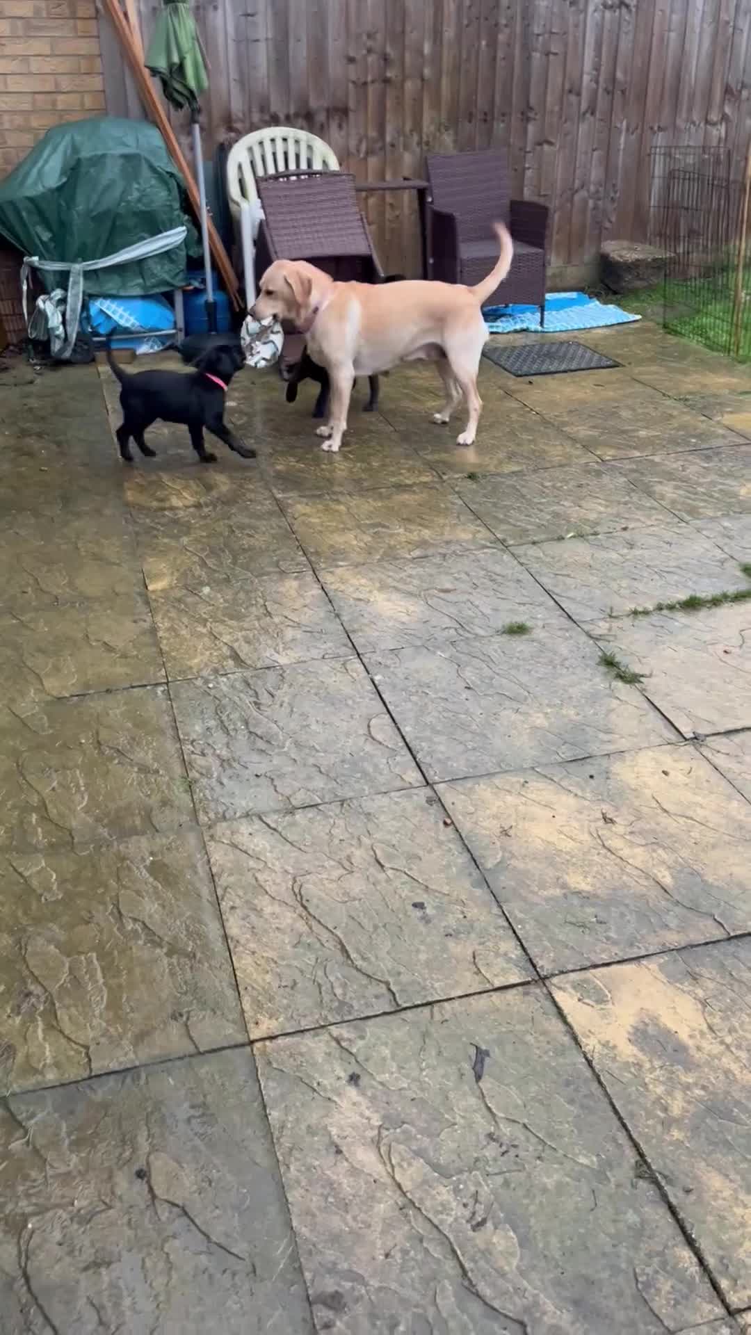 Mixed Breed dogs for sale: BLACK SHEPADOR  - Video 1