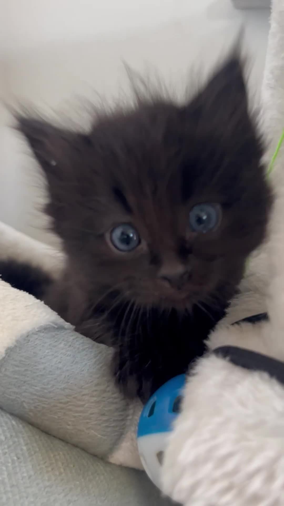 Ragdoll cats for sale: “Adorable Black Ragdoll Kittens – Don’t Miss Out!” - Video 2