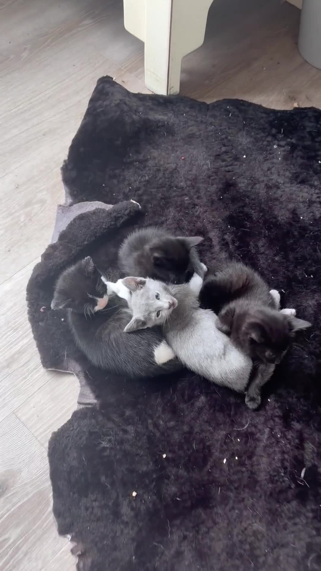 Russian Blue cats for sale: Russian Blue x BSH mixed breed Kittens  - Video 3