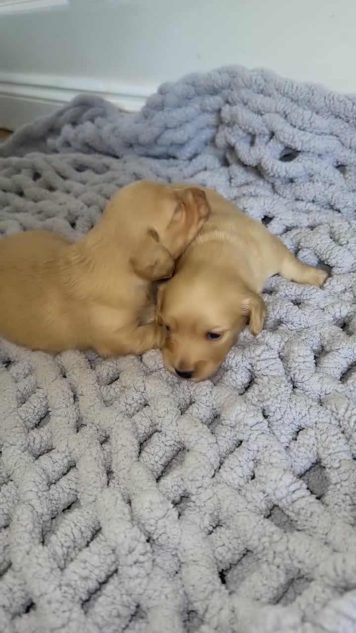 Miniature Dachshund dogs for sale: Clear cream miniature dachshund puppies 🌟🌟🌟🌟🌟 in Sheffield - Video 1