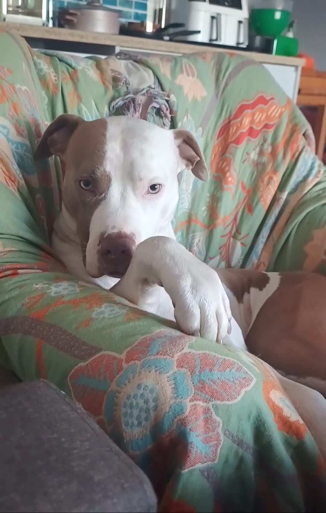 American Bulldog dogs for sale: Two years old American Bulldog  - Video 1