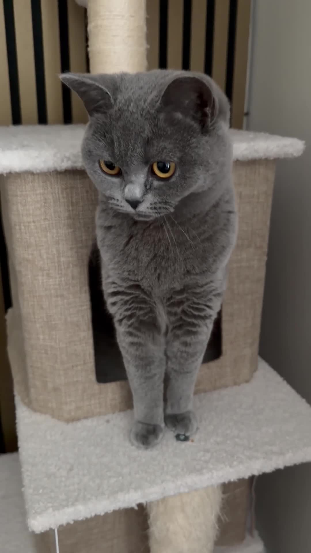 British Shorthair cats for sale: British Shorthair Female  in Walsall - Video 1
